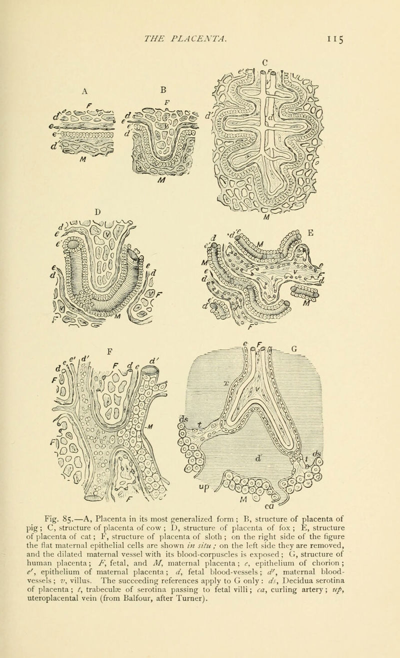 Fig. 85.—A, Placenta in its most generalized form ; B, structure of placenta of pig; C, structure of placenta of cow; D, structure of placenta of fox; E, structure of placenta of cat; F, structure of placenta of sloth ; on the right side of the figure the flat maternal epithelial cells are shown in situ ; on the left side they are removed, and the dilated maternal vessel with its blood-corpuscles is exposed; G, structure of human placenta; E, fetal, and M, maternal placenta; e, epithelium of chorion; ef, epithelium of maternal placenta; d, fetal blood-vessels; d/, maternal blood- vessels ; v, villus. The succeeding references apply to G only : ds, Decidua serotina of placenta ; t, trabeculse of serotina passing to fetal villi; ca, curling artery; upy uteroplacental vein (from Balfour, after Turner).