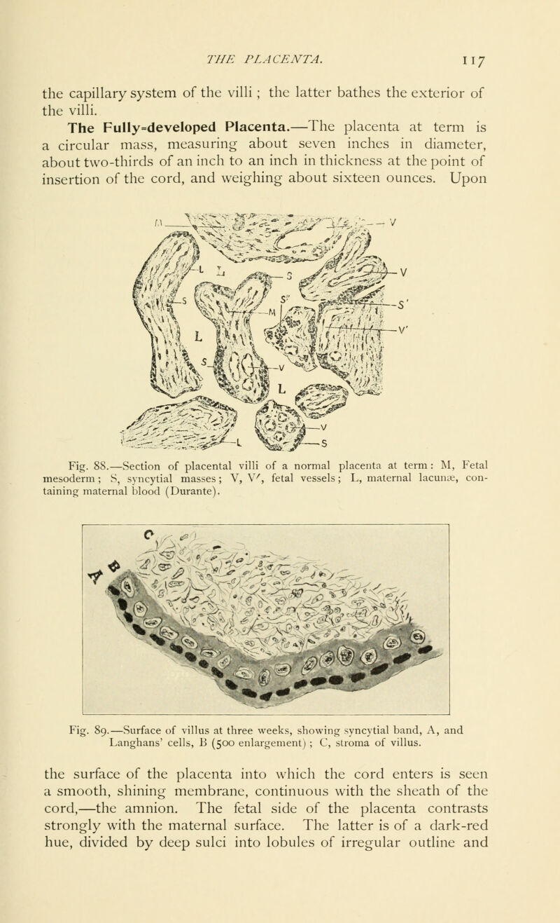 the capillary system of the villi; the latter bathes the exterior of the villi. The Fully=developed Placenta.—The placenta at term is a circular mass, measuring about seven inches in diameter, about two-thirds of an inch to an inch in thickness at the point of insertion of the cord, and weighing about sixteen ounces. Upon Fig. 88.—Section of placental villi of a normal placenta at term : M, Fetal mesoderm ; S, syncytial masses; V, \v, fetal vessels; L, maternal lacunae, con- taining maternal blood (Durante). Pig. 89.—Surface of villus at three weeks, showing syncytial band, A, and Langhans' cells, B (500 enlargement) ; C, stroma of villus. the surface of the placenta into which the cord enters is seen a smooth, shining membrane, continuous with the sheath of the cord,—the amnion. The fetal side of the placenta contrasts strongly with the maternal surface. The latter is of a dark-red hue, divided by deep sulci into lobules of irregular outline and