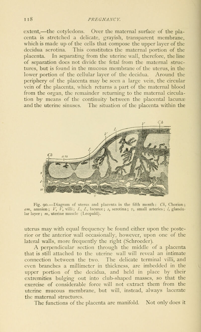 extent,—the cotyledons. Over the maternal surface of the pla- centa is stretched a delicate, grayish, transparent membrane, which is made up of the cells that compose the upper layer of the decidua serotina. This constitutes the maternal portion of the placenta. In separating from the uterine wall, therefore, the line of separation does not divide the fetal from the maternal struc- tures, but is found in the mucous membrane of the uterus, in the lower portion of the cellular layer of the decidua. Around the periphery of the placenta may be seen a large vein, the circular vein of the placenta, which returns a part of the maternal blood from the organ, the remainder returning to the maternal circula- tion by means of the continuity between the placental lacunar and the uterine sinuses. The situation of the placenta within the Fig. 90.—Diagram of uterus and placenta in the fifth month : Ch7 Chorion ; am, amnion; V, I', villi; L, Z, lacunae; s, serotina; v, small arteries; /, glandu- lar layer ; ?//, uterine muscle (Leopold). uterus may with equal frequency be found either upon the poste- rior or the anterior wall occasionally, however, upon one of the lateral walls, more frequently the right (Schroeder). A perpendicular section through the middle of a placenta that is still attached to the uterine wall will reveal an intimate connection between the two. The delicate terminal villi, and even branches a millimeter in thickness, are imbedded in the upper portion of the decidua, and held in place by their extremities bulging out into club-shaped masses, so that the exercise of considerable force will not extract them from the uterine mucous membrane, but will, instead, always lacerate the maternal structures. The functions of the placenta are manifold. Not only does it