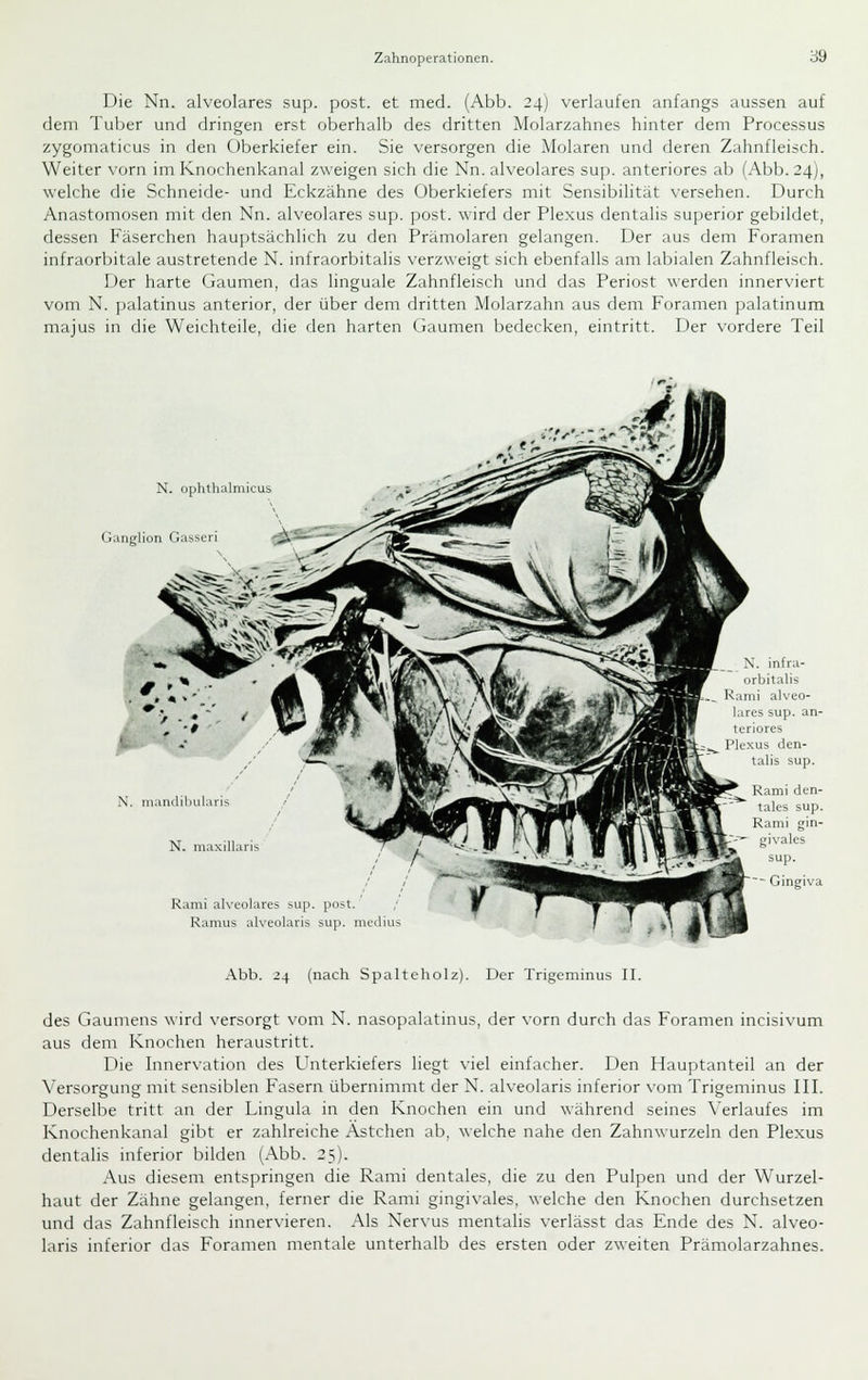 Die Nn. alveolares sup. post. et med. (Abb. 24) verlaufen anfangs aussen auf dem Tuber und dringen erst oberhalb des dritten Molarzahnes hinter dem Processus zygomaticus in den Oberkiefer ein. Sie versorgen die Molaren und deren Zahnfleisch. Weiter vorn im Knochenkanal zweigen sich die Nn. alveolares sup. anteriores ab (Abb. 24), welche die Schneide- und Eckzähne des Oberkiefers mit Sensibilität versehen. Durch Anastomosen mit den Nn. alveolares sup. post. wird der Plexus dentalis superior gebildet, dessen Fäserchen hauptsächlich zu den Prämolaren gelangen. Der aus dem Foramen infraorbitale austretende N. infraorbitalis verzweigt sich ebenfalls am labialen Zahnfleisch. Der harte Gaumen, das linguale Zahnfleisch und das Periost werden innerviert vom N. palatinus anterior, der über dem dritten Molarzahn aus dem Foramen palatinura majus in die Weichteile, die den harten (jaumen bedecken, eintritt. iJer vordere Teil N. ophthalmicus Ganglion Gasseri iS^^^ N. mandibularis N. maxillaris X. infra- orbitalis Rami alveo- lares sup. an- teriores Plexus den- talis sup. Rami den- tales sup. Rami gin- '^ givales sup. ~~ Gingiva Rami alveolares sup. post. ; Ramus alveolaris sup. medius Abb. 24 (nach Spalteholz). Der Trigeminus II. des Gaumens wird versorgt vom N. nasopalatinus, der vorn durch das Foramen incisivum aus dem Knochen heraustritt. Die Innervation des Unterkiefers liegt viel einfacher. Den Hauptanteil an der Versorgung mit sensiblen Fasern übernimmt der N. alveolaris inferior vom Trigeminus III. Derselbe tritt an der Lingula in den Knochen ein und während seines \'erlaufes im Knochenkanal gibt er zahlreiche Astchen ab, welche nahe den Zahnwurzeln den Plexus dentalis inferior bilden (Abb. 25). Aus diesem entspringen die Rami dentales, die zu den Pulpen und der Wurzel- haut der Zähne gelangen, ferner die Rami gingivales, welche den Knochen durchsetzen und das Zahnfleisch innervieren. Als Ner\-us mentalis verlässt das Ende des N. alveo- laris inferior das Foramen mentale unterhalb des ersten oder zweiten Prämolarzahnes.