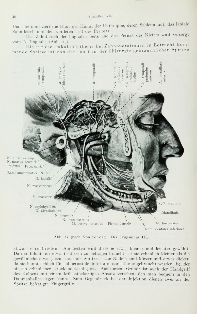 Derselbe innerviert die Haut des Kinns, der Unterlippe, deren Schleimhaut, das labiale Zahnfleisch und den vorderen Teil des Periosts. Das Zahnfleisch der lingualen Seite und das Periost des Kielers xv.rd versorgt vom N. lingualis (Abb. 2^1. Die für die Lokalanästhesie bei Zahnoperationen in Betracht kom- mende Spritze ist von der sonst in der Chirurgie gebräuchlichen bpritze C 13 1- C - N. .luriculü-lem N. meatus acustici exlerni Proc. m.ist.'' Rami anastomotici N. N. fac N. masseteri M. massi N. myloh N. alv X. lingualis N. buccinatorius j \ M. ptervg. internus Plexus (lentalis inf. \ M. buccinator Rami dentales inferiores Abb. 25 (nach Spalteholz). Der Trigcminus III. etwas verschieden. Am besten wird dieselbe etwas kleiner und leichter gewählt. Da der Inhalt nur etwa i—2 ccm zu betragen braucht, ist sie erheblich kleiner als die gewöhnliche etwa 5 ccm fassende Spritze. Die Nadeln sind kürzer und etwas dicker, da sie hauptsächlich für subperiostale Infiltrationsanästhesie gebraucht werden, bei der oft ein erheblicher Druck notwendig ist. Aus diesem Grunde ist auch der Handgriff des Kolbens mit einem krückstockartigen Ansatz versehen, den man bequem in den Daumenballen legen kann. Zum Gegendruck bei der Injektion dienen zwei an der Spritze befestigte Fingergriffe.