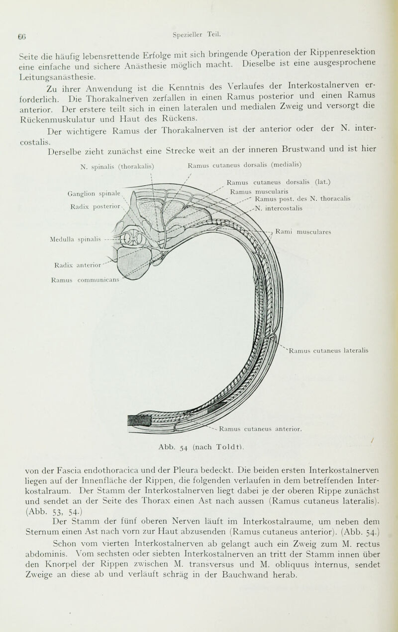 Seite die häufig lebensrettende Erfolge mit sich bringende Operation der Rippenresektion eine einfache und sichere Anästhesie möglich macht. Dieselbe ist eme ausgesprochene Leitungsanasthesie. Zu ihrer Anwendung ist die Kenntnis des Verlaufes der Interkostalnerven er- forderlich. Die Thorakalnerven zerfallen in einen Ramus posterior und einen Ramus anterior. Der erstere teilt sich in einen lateralen und medialen Zweig und versorgt die Rückenmuskulatur und Maut des Rückens. Der wichtigere Ramus der Thorakalnerven ist der anterior oder der N. inter- costalis. Derselbe zieht zunächst eine Strecke weit an der inneren Brustwand und ist hier N. spinalis (thorakalis) Ganglion spinale Radix poste Medulla spinalis Radi.\ anterior ' Ramus comnuinic Ramus culaneus dorsalis (medialis) Ramus cutaneus dorsalis (lat.) Ramus muscularis ■' Ramus post. des N. thoracalis ercostalis inii musculares ^Ranius culaneus lateralis Abb. 54 (nach Toldt). von der Fascia endothoracica und der Pleura bedeckt. Die beiden ersten Interkostalnerven liegen auf der Innenfläche der Rippen, die folgenden verlaufen in dem betreffenden Inter- kostalraum. Der Stamm der Interkostalnerven liegt dabei je der oberen Rippe zunächst und sendet an der Seite des Thorax einen Ast nach aussen (Ramus cutaneus lateralis). (Abb. 53, 54-) Der Stamm der fünf oberen Nerven läuft im Interkostalraume, um neben dem Sternum einen Ast nach vorn zur Haut abzusenden (Ramus cutaneus anterior). (Abb. 54.) Schon vom vierten Interkostalnerven ab gelangt auch ein Zweig zum M. rectus abdominis. \'om sechsten oder siebten Interkostalnerven an tritt der Stamm innen über den Knorpel der Rippen zwischen M. transversus und M. obliquus internus, sendet Zweige an diese ab und verläuft schräg in der Bauchwand herab.