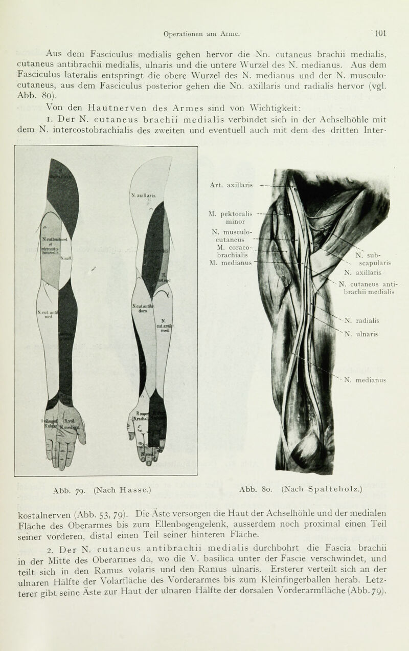 Aus dem Fasciculus medialis gehen hervor die Nn. cutaneus brachii medialis, cutaneus antibrachii medialis, ulnaris und die untere Wurzel des N. medianus. Aus dem Fasciculus lateralis entspringt die obere Wurzel des N. medianus und der N. musculo- cutaneus, aus dem Fasciculus posterior gehen die Nn. axillaris und radialis hervor (vgl. Abb. 8oj. Von den Hautnerven des Armes sind von Wichtigkeit: I. Der N. cutaneus brachii medialis verbindet sich in der Achselhöhle mit dem N. intercostobrachialis des zweiten und eventuell auch mit dem des dritten Inter- /^ laOm^-r fv fi- Art. axillaris M. pektoralis minor N. musculn- cutaneus M. coraco- brachialis M. medianus Abb. 79. (Nach Hasse.' Abb. So. (Nach Spalteholz.) kostalnerven (Abb. 53, 79). Die Aste versorgen die Haut der Achselhöhle und der medialen Fläche des Oberarmes bis zum Ellenbogengelenk, ausserdem noch proximal einen Teil seiner vorderen, distal einen Teil seiner hinteren Fläche. 2. Der N. cutaneus antibrachii medialis durchbohrt die Fascia brachii in der Mitte des Oberarmes da, wo die \'. basilica unter der Fascie verschwindet, und teilt sich in den Ramus volaris und den Ramus ulnaris. Ersterer verteilt sich an der ulnaren Hälfte der A'olarfläche des Vorderarmes bis zum Kleinfingerballen herab. Letz- terer o'ibt seine Aste zur Haut der ulnaren Hälfte der dorsalen \'orderarmfläche (Abb. 79).