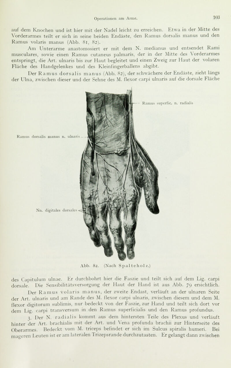 auf dem Knochen und ist hier mit der Nadel leicht zu erreichen. Etwa in der Mitte des Vorderarmes teilt er sich in seine beiden Endäste, den Ramus dorsalis manus und den Ramus volaris manus (Abb. Sl, 82). Am Unterarme anastomosiert er mit dem N. medianus und entsendet Ranii musculares, sowie einen Ramus cutaneus palmaris, der in der Mitte des Vorderarmes entspringt, die Art. ulnaris bis zur Haut begleitet und einen Zweig zur Haut der volaren Fläche des Handgelenkes und des Kleinfingerballens abgibt. Der Ramus dorsalis manus (Abb. 82), der schwächere der Endäste, zieht längs der Ulna, zwischen dieser und der Sehne des M. flexor carpi ulnaris auf die dorsale Fläche Ramus siiperfic. n. radialis Rannis dorsalis manus n. ulnar Nn. digitales dorsales < Abb. 82. (Nach Spalteholz.) des Capitulum ulnae. Er durchbohrt hier die Faszie und teilt sich auf dem Lig. carpi dorsale. Die Sensibilitäts\'ersorgung der Haut der Hand ist aus Abb. 79 ersichtlich. Der Ramus volaris manus, der zweite Endast, verläuft an der ulnaren Seite der Art. ulnaris und am Rande des M. flexor carpi ulnaris, zwischen diesem und dem M. flexor dicitorum sublimis, nur bedeckt von der Faszie, zur Hand und teilt sich dort vor dem Li'^. carpi trans\ersuni in den Ramus superficialis und den Ramus profundus. ^. Der N. radialis kommt aus dem hintersten Teile des Plexus und verläuft hinter der Art. brachialis mit der Art. und \'ena profunda brachii zur Hinterseite des Oberarmes. Bedeckt vom M. triceps befindet er sich im Sulcus spiralis humeri. Bei mageren Leuten ist er am lateralen Trizepsrande durchzutasten. Er gelangt dann zwischen