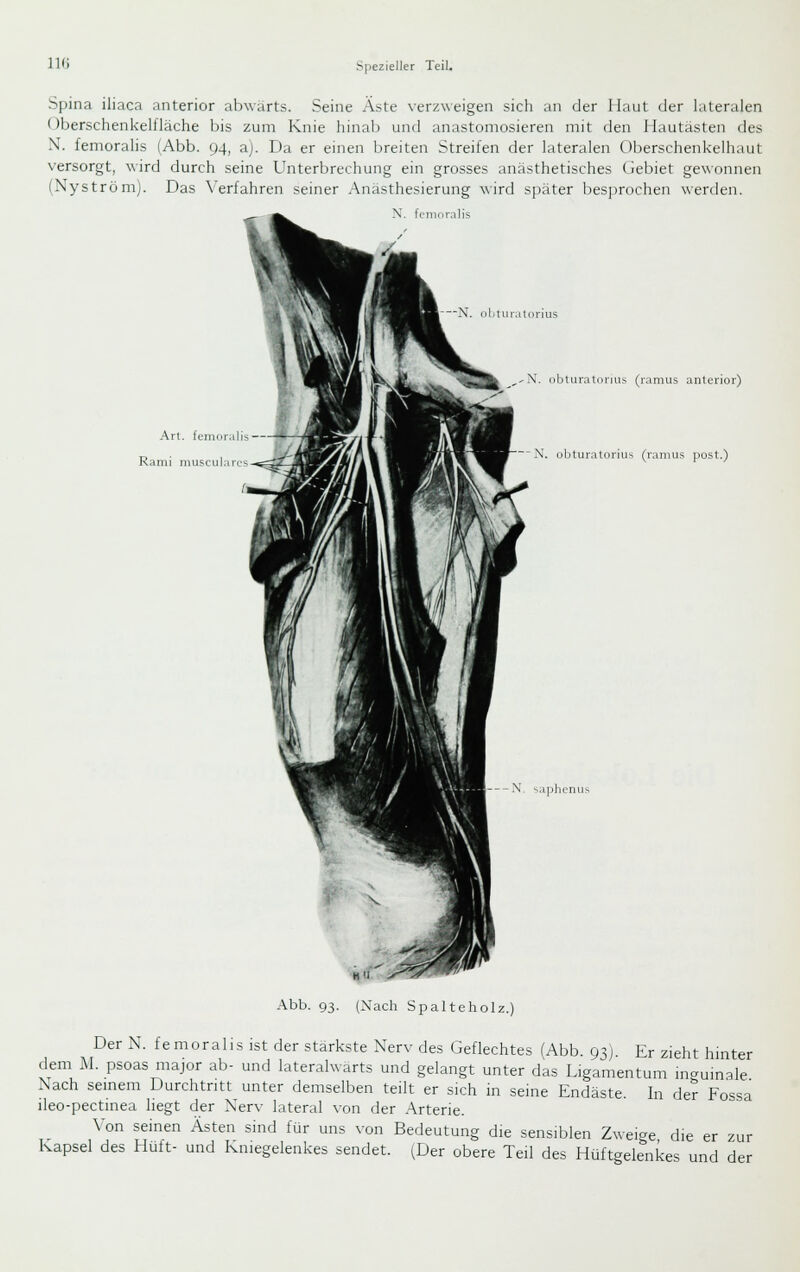 Spina iliaca anterior abwärts. Seine Äste verzweigen sich an der Haut der lateralen Oberschenkelfläche bis zum Knie hinab und anastomosieren mit den Hautästen des N. femoralis (Abb. 94, a). Da er einen breiten Streifen der lateralen Oberschenkelhaut versorgt, wird durch seine Unterbrechung ein grosses anästhetisches (Sebiet gewonnen (Nyström). Das Verfahren seiner Anästhesierung wird später bes[)rochen werden. X. fcnior.ilis N. oljturaUirius An. femor;ilis — Ranii nuisculares !] ,,N. obluratdiius (ramus anterior) ~ N. ni)turatoriii^ (ramus post.) Ijlienus Abb. 93. (Xach Spalteholz.) Der N. femoralis ist der stärkste Nerv des Geflechtes (Abb. 93). Er zieht hmter dem M. psoas major ab- und lateralwarts und gelangt unter das Ligamentum ingumale Nach semem Durchtritt unter demselben teilt er sich in seine Endäste. In der Fossa ileo-pectinea hegt der Nerv lateral von der Arterie. Von seinen Ästen sind für uns von Bedeutung die sensiblen Zwei<^e die er zur Kapsel des Hutt- und Kniegelenkes sendet. (Der obere Teil des Hüftgelenkes und der