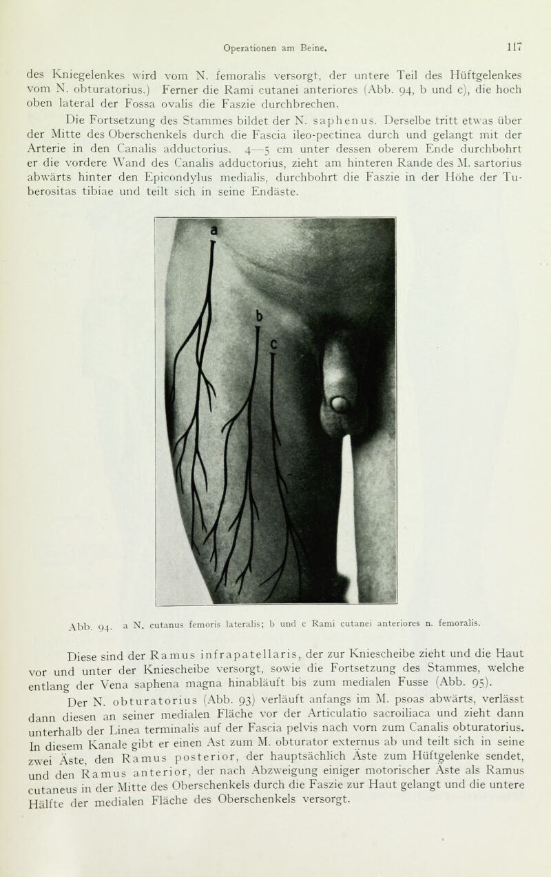 des Kniegelenkes ^\■ird vom N. femoralis versorgt, der untere Teil des Hüftgelenkes vom N. obturatorius.; Ferner die Rami cutanei anteriores (Abb. 94, b und c), die hoch oben lateral der Fossa ovalis die Faszie durchbrechen. Die Fortsetzung des Stammes bildet der N. saphenus. Derselbe tritt etwas über der Mitte des Oberschenkels durch die Fascia ileo-pectinea durch und gelangt mit der Arterie in den Canalis adductorius. 4—5 cm unter dessen oberem Ende durchbohrt er die vordere Wand des Canalis adductorius, zieht am hinteren Rande des M. sartorius abwärts hinter den Epicondylus medialis, durchbohrt die Faszie in der Höhe der Tu- berositas tibiae und teilt sich in seine Endäste. \bb Q4 '1 ^- cutanus femoris lateralis; b und c Rami cutanei anteriores n. femoralis. Diese sind der Ramus infrapatellaris, der zur Kniescheibe zieht und die Haut vor und unter der Kniescheibe versorgt, sowie die Fortsetzung des Stammes, welche entlan» der Vena saphena magna hinabläuft bis zum medialen Fusse (Abb. 95). Der N. obturatorius (Abb. 93) verläuft anfangs im M. psoas abwärts, verlässt dann diesen an seiner medialen Fläche vor der Articulatio sacroiliaca und zieht dann unterhalb der Linea terminalis auf der Fascia pelvis nach vorn zum Canahs obturatorius. In diesem Kanäle cribt er einen Ast zum M. obturator externus ab und teilt sich in seine zwei Äste den Ramus posterior, der hauptsächlich Aste zum Hüftgelenke sendet, und den Ramus anterior, der nach Abzweigung einiger motorischer Äste als Ramus cutaneus in der !^Iitte des Oberschenkels durch die Faszie zur Haut gelangt und die untere Hälfte der medialen Fläche des Oberschenkels versorgt.