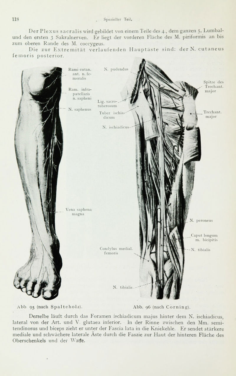 Der Plexus sacralis wird gebildet von einem Teile des 4., dem ganzen 5. Lumbal- und den ersten 3 Sakralnerven. Er liegt der vorderen Flache des M. piriformis an bis zum oberen Rande des M. coccygeus. Die zur Extremität verlaufenden IIau])taste sind; der N. cutaneus femoris posterior. Rami cutan. ant. n. fe- rn oral is Ram. infra- patellaris n. sapheni N. saphenus \'ena saphena magna Abb 95 (nach Spalteholz). N. pudendus Lig. sacro-,'-' ' tuberosum Tuber ischia- dicuni N. ischiadicus Condvlus medial femoris N. tibialis-'-' Spitze des ,- Trochant. nrajor l Trcchant. J maj o r N. peroneus _Caput longum m. bicipilis ■--N. libialis Abb. 96 (nach Corning). Derselbe läuft durch das Foramen ischiadicum majus hinter dem N. ischiadicus, lateral von der Art. und V glutaea inferior. In der Rinne zwischen den Mm. semi- tendinosus und biceps zieht er unter der Fascia lata in die Kniekehle. Er sendet stärkere mediale und schwächere laterale Äste durch die Faszie zur Haut der hinteren Fläche des Oberschenkels imd der ^^ ade.