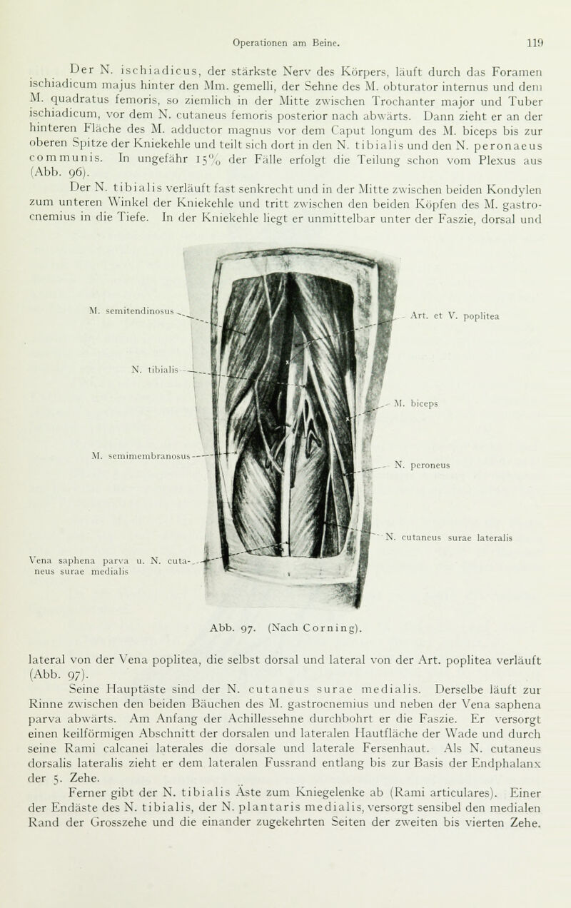 DerN. ischiadicus, der stärkste Nerv des Körpers, läuft durch das Foramen ischiadicum majus hinter den Mm. gemeUi, der Sehne des AI. obturator internus und dem M. quadratus femoris, so ziemUch in der Mitte zwischen Trochanter major und Tuber ischiadicum, vor dem N. cutaneus femoris posterior nach abwärts. Dann zieht er an der hinteren Flache des M. adductor magnus vor dem Caput longum des M. biceps bis zur oberen Spitze der Kniekehle und teilt sich dort in den N. tibialis und den N. peronaeus communis. In ungefähr is,, der Fälle erfolgt die Teilung schon vom Plexus aus (Abb. 96). Der N. tibialis verläuft fast senkrecht und in der Mitte zwischen beiden Kondylen zum unteren Winkel der Kniekehle und tritt zwischen den beiden Köpfen des M. gastro- cnemius in die Tiefe. In der Kniekehle liegt er unmittelbar unter der Faszie, dorsal und M. semitendinosus ^ N. tibialis M. seniinienibranosus Vena saphena parva neus surae medialis N. cuta- Art. et V. Poplitea M. biceps N. peroneus cutaneus surae lateralis Abb. 97. (Xach Corning). lateral von der \'ena poplitea, die selbst dorsal und lateral von der .\rt. poplitea verläuft (Abb. 97). Seine Hauptäste sind der N. cutaneus surae medialis. Derselbe läuft zur Rinne zwischen den beiden Bäuchen des M. gastrocnemius und neben der Vena saphena parva abwärts. Am Anfang der Achillessehne durchbohrt er die Faszie. Er versorgt einen keilförmigen Abschnitt der dorsalen und lateralen Hautfläche der Wade und durch seine Rami calcanei laterales die dorsale und laterale Fersenhaut. Als N. cutaneus dorsalis lateralis zieht er dem lateralen Fussrand entlang bis zur Basis der Endphalanx der 5. Zehe. Ferner gibt der N. tibialis Aste zum Kniegelenke ab (Rami articulares). Einer der Endäste des N. tibialis, der N. plantaris medialis, versorgt sensibel den medialen Rand der Grosszehe und die einander zugekehrten Seiten der zweiten bis vierten Zehe.