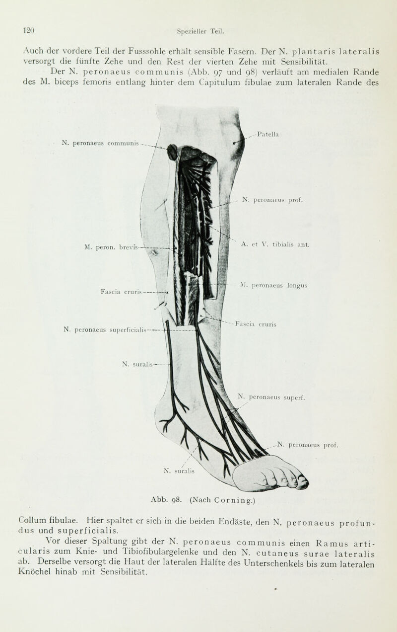 Auch der vordere Teil der Fusssohle erhält sensible Fasern. Der N. plantaris lateralis versorgt die fünfte Zehe und den Rest der vierten Zehe mit Sensibilität. Der N. peronaeus communis (Abb. (>/ und 98) verläuft am medialen Rande des M. biceps femoris entlang hinter dem Capitulum fibulae zum lateralen Rande des -P.ilclln N. peronaeus communis -_ ^ M. peron. brevis—^— 1 > N, peronaeus superficialis N. peronaeus prof. A. et \'. tihialis ant. M. jicronaeus longus N. peronaeus prot. N. suralis Abb. 98. (Nach Corning.; Collum fibulae. Hier spaltet er sich in die beiden Endäste, den N. peronaeus profun- dus und superficialis. Vor dieser Spaltung gibt der X. peronaeus communis einen Ramus arti- cularis zum Knie- und Tibiofibulargelenke und den N. cutaneus surae lateralis ab. Derselbe versorgt die Haut der lateralen Hälfte des Unterschenkels bis zum lateralen Knöchel hinab mit Sensibilität.