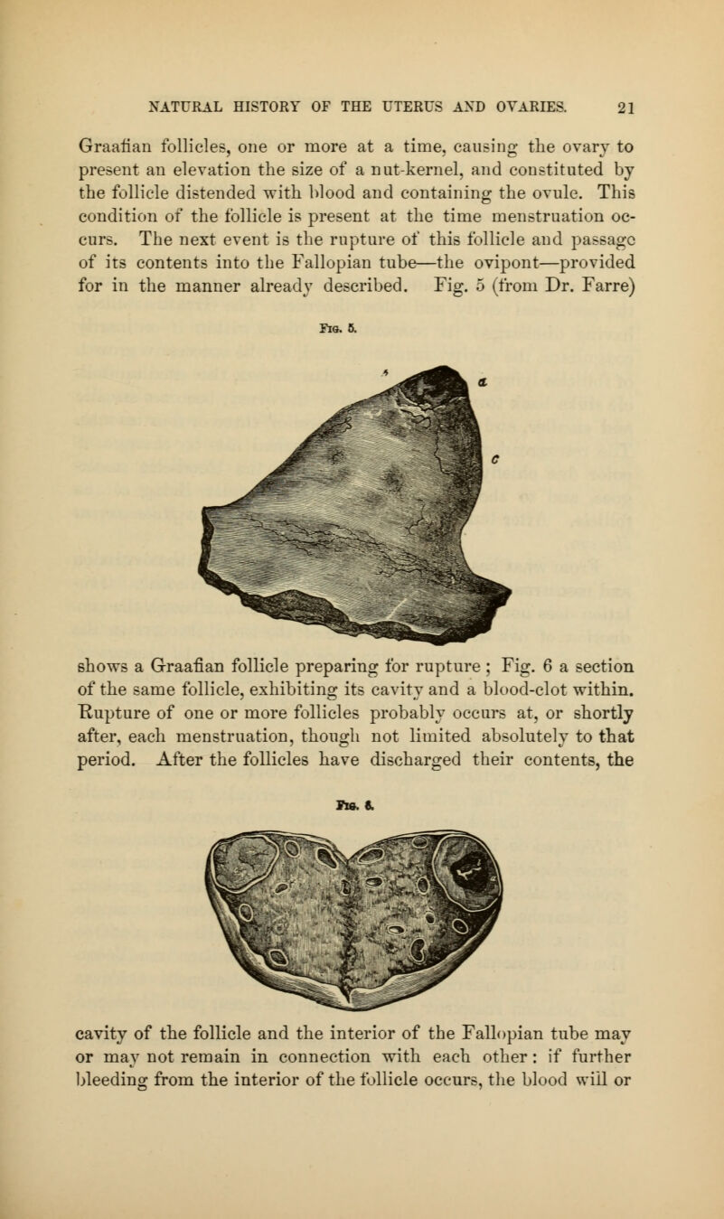 Graafian follicles, one or more at a time, causing the ovary to present an elevation the size of a nut-kernel, and constituted by the follicle distended with blood and containing the ovule. This condition of the follicle is present at the time menstruation oc- curs. The next event is the rupture of this follicle and passage of its contents into the Fallopian tube—the ovipont—provided for in the manner already described. Fig. 5 (from Dr. Farre) Fig. 5. shows a Graafian follicle preparing for rupture; Fig. 6 a section of the same follicle, exhibiting its cavity and a blood-clot within. Rupture of one or more follicles probably occurs at, or shortly after, each menstruation, though not limited absolutely to that period. After the follicles have discharged their contents, the Pie. 8. cavity of the follicle and the interior of the Fallopian tube may or may not remain in connection with each other: if further bleeding from the interior of the follicle occurs, the blood will or