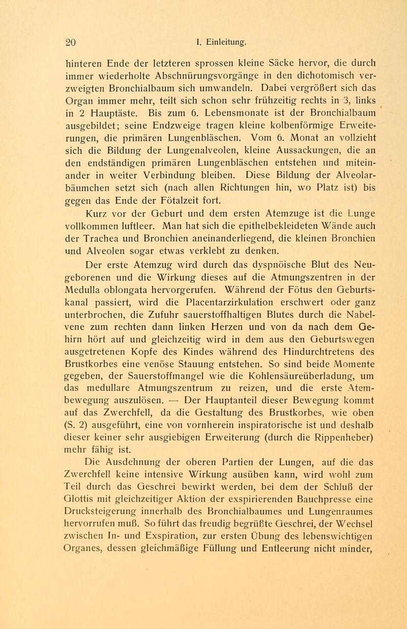 hinteren Ende der letzteren sprossen kleine Säcke hervor, die durch immer wiederholte Abschnürungsvorgänge in den dichotomisch ver- zweigten Bronchialbaum sich umwandeln. Dabei vergrößert sich das Organ immer mehr, teilt sich schon sehr frühzeitig rechts in 3, links in 2 Hauptäste. Bis zum 6. Lebensmonate ist der Bronchialbaum ausgebildet; seine Endzweige tragen kleine kolbenförmige Erweite- rungen, die primären Lungenbläschen. Vom 6. Monat an vollzieht sich die Bildung der Lungenalveolen, kleine Aussackungen, die an den endständigen primären Lungenbläschen entstehen und mitein- ander in weiter Verbindung bleiben. Diese Bildung der Alveolar- bäumchen setzt sich (nach allen Richtungen hin, wo Platz ist) bis gegen das Ende der Fötalzeit fort. Kurz vor der Geburt und dem ersten Atemzuge ist die Lunge vollkommen luftleer. Man hat sich die epithelbekleideten Wände auch der Trachea und Bronchien aneinanderliegend, die kleinen Bronchien und Alveolen sogar etwas verklebt zu denken. Der erste Atemzug wird durch das dyspnöische Blut des Neu- geborenen und die Wirkung dieses auf die Atmungszentren in der Medulla oblongata hervorgerufen. Während der Fötus den Geburts- kanal passiert, wird die Placentarzirkulation erschwert oder ganz unterbrochen, die Zufuhr sauerstoffhaltigen Blutes durch die Nabel- vene zum rechten dann linken Herzen und von da nach dem Ge- hirn hört auf und gleichzeitig wird in dem aus den Geburtswegen ausgetretenen Kopfe des Kindes während des Hindurchtretens des Brustkorbes eine venöse Stauung entstehen. So sind beide Momente gegeben, der Sauerstoffmangel wie die Kohlensäureüberladung, um das medulläre Atmungszentrum zu reizen, und die erste Atem- bewegung auszulösen. — Der Hauptanteil dieser Bewegung kommt auf das Zwerchfell, da die Gestaltung des Brustkorbes, wie oben (S. 2) ausgeführt, eine von vornherein inspiratorische ist und deshalb dieser keiner sehr ausgiebigen Erweiterung (durch die Rippenheber) mehr fähig ist. Die Ausdehnung der oberen Partien der Lungen, auf die das Zwerchfell keine intensive Wirkung ausüben kann, wird wohl zum Teil durch das Geschrei bewirkt werden, bei dem der Schluß der Glottis mit gleichzeitiger Aktion der exspirierenden Bauchpresse eine Drucksteigerung innerhalb des Bronchialbaumes und Lungenraumes hervorrufen muß. So führt das freudig begrüßte Geschrei, der Wechsel zwischen In- und Exspiration, zur ersten Übung des lebenswichtigen Organes, dessen gleichmäßige Füllung und Entleerung nicht minder,