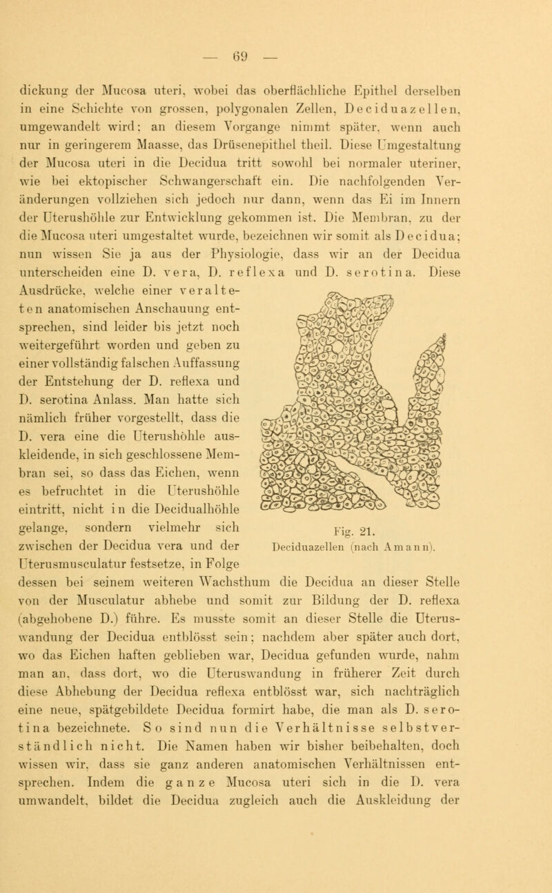 dickung der Mucosa uteri, wobei das oberflächliche Epithel derselben in eine Schichte von grossen, polygonalen Zellen, Deciduazellen, umgewandelt wird: an diesem Vorgänge nimmt später, wenn auch nur in geringerem Maasse, das Drüsenepithel theil. Diese Umgestaltung der Mucosa uteri in die Decidua tritt sowohl bei normaler uteriner, wie bei ektopischer Schwangerschaft ein. Die nachfolgenden Ver- änderungen vollziehen sich jedoch nur dann, wenn das Ei im Innern der Uterushöhle zur Entwicklung gekommen ist. Die Membran, zu der die Mucosa uteri umgestaltet wurde, bezeichnen wir somit als D ecidua; nun wissen Sie ja aus der Physiologie, dass wir an der Decidua unterscheiden eine D. vera, D. ref 1 exa und D. serotina. Diese Ausdrücke, welche einer veralte- ten anatomischen Anschauung ent- sprechen, sind leider bis jetzt noch weitergeführt worden und geben zu einer vollständig falschen Auffassung der Entstehung der D. reflexa und D. serotina Anlass. Man hatte sich nämlich früher vorgestellt, dass die D. vera eine die Uterushöhle aus- kleidende, in sich geschlossene Mem- bran sei, so dass das Eichen, wenn es befruchtet in die Uterushöhle eintritt, nicht in die Decidualhöhle gelange, sondern vielmehr sich zwischen der Decidua vera und der Uterusmusculatur festsetze, in Folge dessen bei seinem weiteren Wachsthum die Decidua an dieser Stelle von der Musculatur abhebe und somit zur Bildung der D. reflexa (abgehobene D.) führe. Es musste somit an dieser Stelle die Uterus- wandung der Decidua entblösst sein; nachdem aber später auch dort, wo das Eichen haften geblieben war, Decidua gefunden wurde, nahm man an. dass dort, wo die Uteruswandung in früherer Zeit durch diese Abhebung der Decidua reflexa entblösst war, sich nachträglich eine neue, spätgebildete Decidua formirt habe, die man als D. sero- tina bezeichnete. So sind nun die Verhältnisse selbstver- ständlich nicht. Die Namen haben wir bisher beibehalten, doch wissen wir. dass sie ganz anderen anatomischen Verhältnissen ent- sprechen. Indem die ganze Mucosa uteri sich in die I). vera umwandelt, bildet die Decidua zugleich auch die Auskleidung der Fig. 21. Deciduazellen mach Amannl