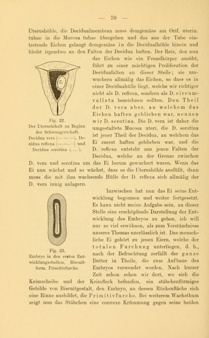 Der Uterusinhalt zu Beginn der Schwangerschaft. Decidua vera ( ), De- cidua reflexa (—.—.—) und Decidua serotina (. . . .). Uterushöhle, die Decidualmembran muss demgemäss am Orif. uterin. tubae in die Mucosa tubae übergehen und das aus der Tube ein- tretende Eichen gelangt demgemäss in die Decidualhöhle hinein und bleibt irgendwo an den Falten der Decidua haften. Der Reiz, den nun das Eichen wie ein Fremdkörper ausübt, führt zu einer mächtigen Proliferation der Deciduafalten an dieser Stelle; sie um- wuchern allmälig das Eichen, so dass es in einer Deciduahülle liegt, welche wir richtiger nicht als D. reflexa, sondern als D. circum- vallata bezeichnen sollten. Den Theil der D. vera aber, an welchem das Eichen haften geblieben war, nennen wir D. serotina. Die D. vera ist daher die umgestaltete Mucosa uteri, die D. serotina ist jener Theil der Decidua, an welchem das Ei zuerst haften geblieben war. und die D. reflexa entsteht aus jenen Falten der Decidua. welche an der Grenze zwischen D. vera und serotina um das Ei herum gewuchert waren. Wenn das Ei nun wächst und so wächst, dass es die Uterushöhle ausfüllt, dann muss die D. vera i Inzwischen hat nun das Ei seine Ent- wicklung begonnen und weiter fortgesetzt. Es kann nicht meine Aufgabe sein, an dieser Stelle eine erschöpfende Darstellung der Ent- wicklung des Embryos zu geben, ich will nur so viel erwähnen, als zum Verständnisse unseres Themas unerlässlich ist. Das mensch- liche Ei gehört zu jenen Eiern, welche der totalen Furchung unterliegen, d. h., nach der Befruchtung zerfällt der ganze Dotter in Theile, die zum Aufbaue des Embryos verwendet werden. Nach kurzer Zeit schon sehen wir dort, wo sich die Keimfleck befunden, ein stäbchenförmiges Gebilde von Biscuitgestalt, den Embryo, an dessen Rückenfläche sich eine Rinne ausbildet, die Primitivfurche. Bei weiterem Wachsthum zeigt nun das Stäbchen eine convexe Krümmung gegen seine beiden mit ihm wachsende Hülle der D. reflexa sich allmälig der Fig. 23. Embryo in den ersten Ent- wicklungsstadien. Biscuit- form, Primitivfurche. Keimscheibe und der