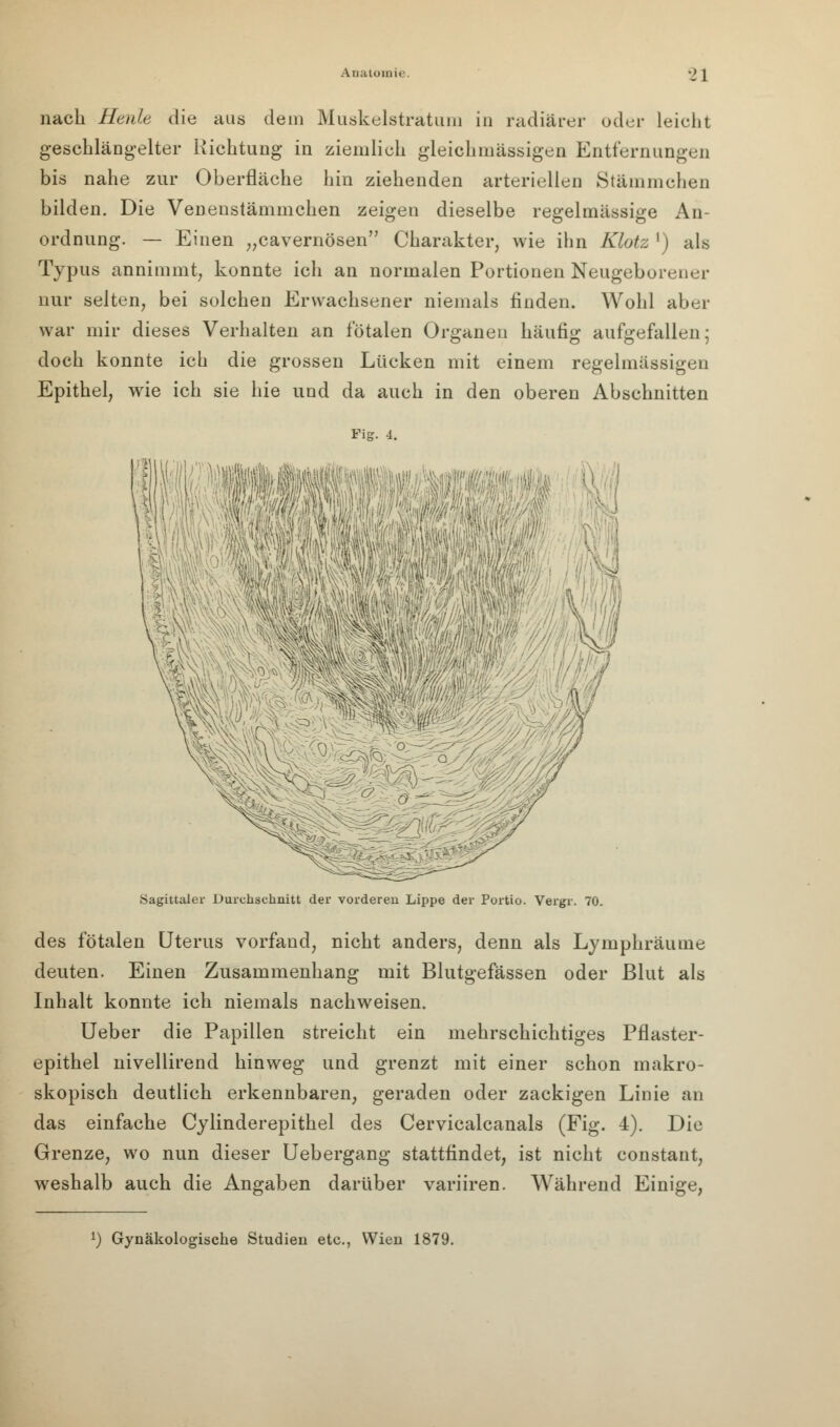 nach Herde die aus dem Muskelstratum in radiärer oder leicht geschlängelter Richtung in ziemlich gleiehmässigen Entfernungen bis nahe zur Oberfläche hin ziehenden arteriellen Stammcheo bilden. Die Veuenstämmchen zeigen dieselbe regelmässige An- ordnung. — Einen „cavernösen Charakter, wie ihn Klotz ') als Typus annimmt, konnte ich an normalen Portionen Neugeborener nur selten, bei solchen Erwachsener niemals finden. Wohl aber war mir dieses Verhalten an fötalen Organen häufig aufgefallen; doch konnte ich die grossen Lücken mit einem regelmässigen Epithel, wie ich sie hie und da auch in den oberen Abschnitten Fig. 4. Sagittaler Durchschnitt der vorderen Lippe der Portio. Vergr. 70. des fötalen Uterus vorfand, nicht anders, denn als Lymphräume deuten. Einen Zusammenhang mit Blutgefässen oder Blut als Inhalt konnte ich niemals nachweisen. Ueber die Papillen streicht ein mehrschichtiges Pflaster- epithel nivellirend hinweg und grenzt mit einer schon makro- skopisch deutlich erkennbaren, geraden oder zackigen Linie an das einfache Cylinderepithel des Cervicalcanals (Fig. 4). Die Grenze, wo nun dieser Uebergang stattfindet, ist nicht constant, weshalb auch die Angaben darüber variiren. Während Einige, *) Gynäkologische Studien etc., Wien 1879.