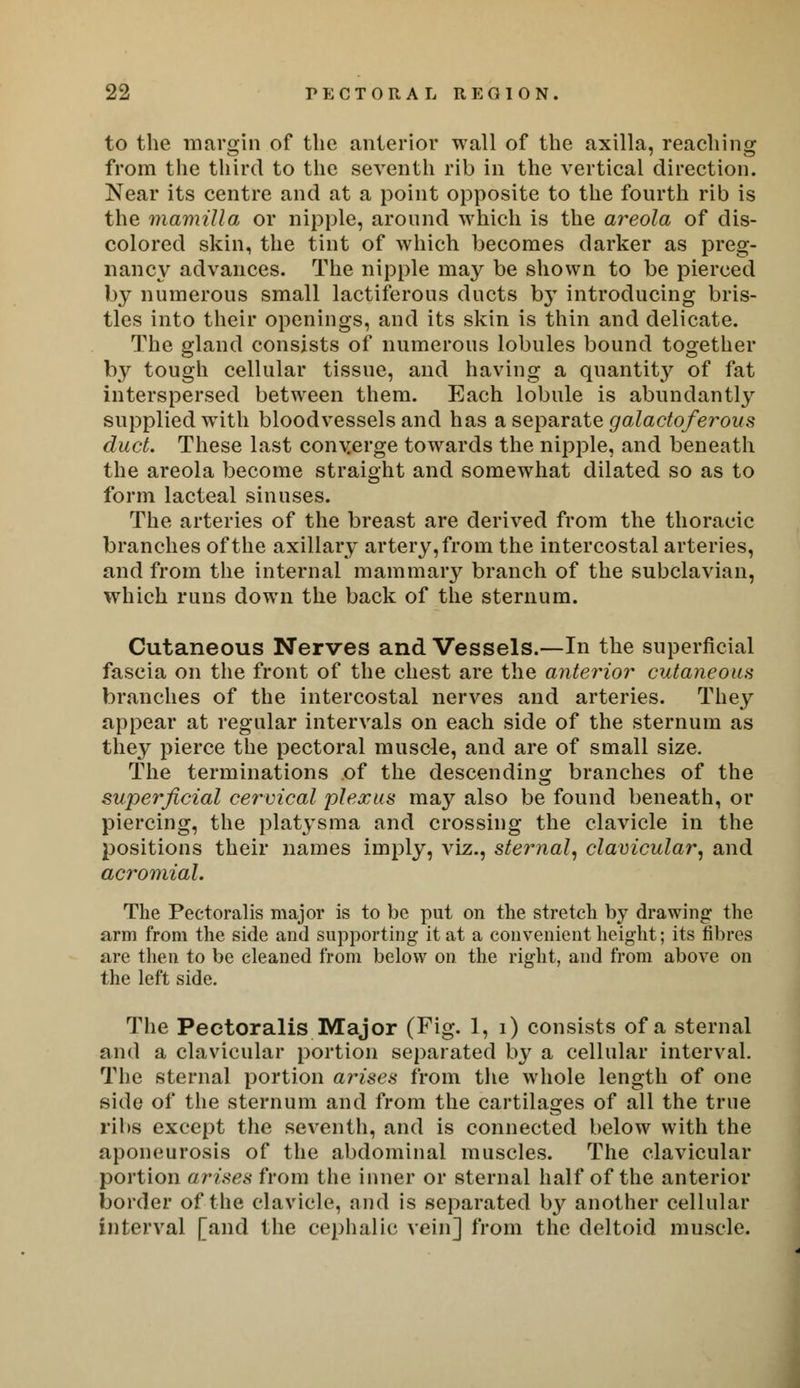 to the margin of the anterior wall of the axilla, reaching from the third to the seventh rib in the vertical direction. Near its centre and at a point opposite to the fourth rib is the mamilla or nipple, around which is the areola of dis- colored skin, the tint of which becomes darker as preg- nancy advances. The nipple may be shown to be pierced by numerous small lactiferous ducts by introducing bris- tles into their openings, and its skin is thin and delicate. The gland consists of numerous lobules bound together by tough cellular tissue, and having a quantity of fat interspersed between them. Each lobule is abundantly supplied with bloodvessels and has a separate galactoferous duct. These last converge towards the nipple, and beneath the areola become straight and somewhat dilated so as to form lacteal sinuses. The arteries of the breast are derived from the thoracic branches of the axillary artery, from the intercostal arteries, and from the internal mammary branch of the subclavian, which runs down the back of the sternum. Cutaneous Nerves and Vessels.—In the superficial fascia on the front of the chest are the anterior cutaneous branches of the intercostal nerves and arteries. They appear at regular intervals on each side of the sternum as they pierce the pectoral muscle, and are of small size. The terminations of the descending branches of the superficial cervical plexus may also be found beneath, or piercing, the platysma and crossing the clavicle in the positions their names imply, viz., sternal, clavicular, and acromial. The Pectoralis major is to be put on the stretch by drawing the arm from the side and supporting it at a convenient height; its fibres are then to be cleaned from below on the right, and from above on the left side. The Pectoralis Major (Fig. 1, 1) consists of a sternal and a clavicular portion separated by a cellular interval. The sternal portion arises from the whole length of one side of the sternum and from the cartilages of all the true ribs except the seventh, and is connected below with the aponeurosis of the abdominal muscles. The clavicular portion arises from the inner or sternal half of the anterior border of the clavicle, and is separated by another cellular interval [and the cephalic vein] from the deltoid muscle.