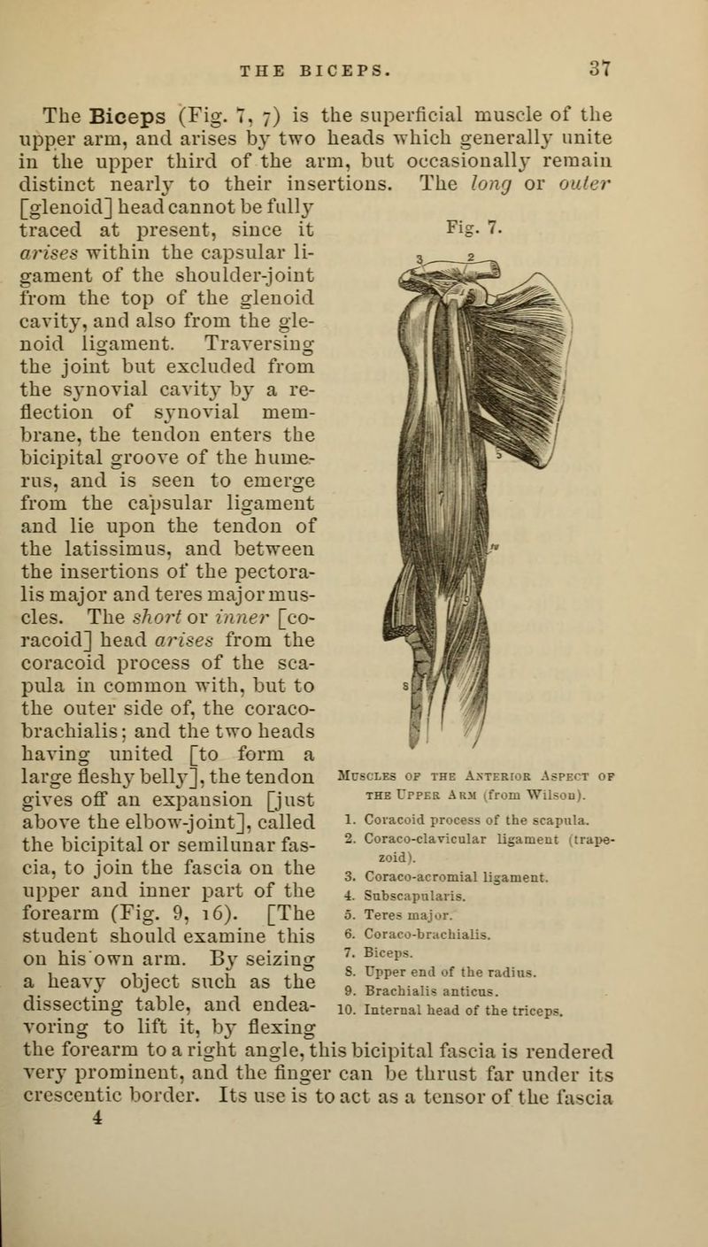 Fie. 7. The Biceps (Fig. 7. 7) is the superficial muscle of the upper arm, aud arises by two heads which generally unite in the upper third of the arm, but occasional^- remain distinct nearly to their insertions. The long or outer [glenoid] head cannot be fully traced at present, since it arises within the capsular li- gament of the shoulder-joint from the top of the glenoid cavity, and also from the gle- noid ligament. Traversing the joint but excluded from the synovial cavity by a re- flection of synovial mem- brane, the tendon enters the bicipital groove of the hume- rus, and is seen to emerge from the capsular ligament and lie upon the tendon of the latissimus, and between the insertions of the pectora- lis major and teres major mus- cles. The short or inner [co- racoid] head arises from the coracoid process of the sca- pula in common with, but to the outer side of, the coraco- brachialis; and the two heads having united [to form a large fleshy belly], the tendon gives off an expansion [just above the elbow-joint], called the bicipital or semilunar fas- cia, to join the fascia on the upper and inner part of the forearm (Fig. 9, 16). [The student should examine this on his own arm. By seizing a heavy object such as the dissecting table, and endea- voring to lift it, by flexing the forearm to a right angle, this bicipital fascia is rendered very prominent, and the finger can be thrust far under its crescentic border. Its use is to act as a tensor of the fascia 4 Muscles of the Anterior Aspect of the Upper A km (from Wilsou). 1. Coracoid process of the scapula. 2. Coraco-clavicular ligament (trape- zoid^. 3. Coraco-acromial ligament. 4. Subscapulars. 5. Teres majur. 6. Coraco-brachialis. 7. Biceps. S. Upper end of the radius. 9. Brachialis anticus. 10. Internal head of the triceps.