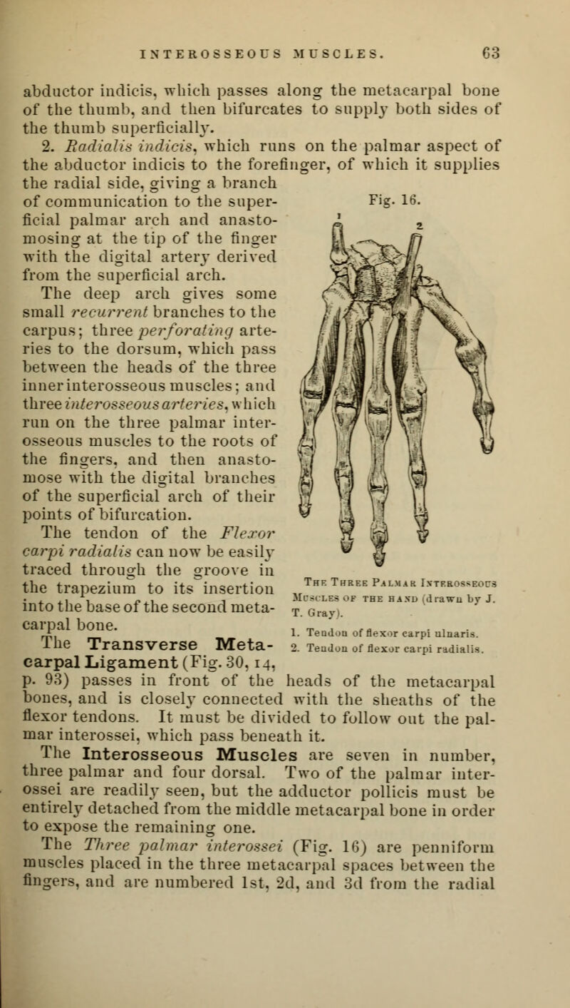 Fig. 16. abductor indicis. which passes along the metacarpal bone of the thumb, and then bifurcates to supply both sides of the thumb superficially. 2. Radialis indicis. which runs on the palmar aspect of the abductor indicis to the forefinger, of which it supplies the radial side, giving a branch of communication to the super- ficial palmar arch and anasto- mosing at the tip of the finger with the digital artery derived from the superficial arch. The deep arch gives some small recurrent branches to the carpus; three perforating arte- ries to the dorsum, which pass between the heads of the three inner interosseous muscles; and three interosseous arteries, which run on the three palmar inter- osseous muscles to the roots of the fingers, and then anasto- mose with the digital branches of the superficial arch of their points of bifurcation. The tendon of the Flexor carpi radialis can now be easily traced through the groove in the trapezium to its insertion into the base of the second meta- carpal bone. The Transverse Meta- carpal Ligament (Fig. 30,14, p. 93) passes in front of the bones, and is closely connected with the sheaths of the flexor tendons. It must be divided to follow out the pal- mar interossei, which pass beneath it. The Interosseous Muscles are seven in number, three palmar and four dorsal. Two of the palmar inter- ossei are readily seen, but the adductor pollicis must be entirely detached from the middle metacarpal bone in order to expose the remaining one. The Three palmar interossei (Fig. 1(3) are penniform muscles placed in the three metacarpal spaces between the fingers, and are numbered 1st, 2d, and 3d from the radial The Three P.umak IxTF.aossEors MU8CUS80f THE HA.VD drawn by J. T. Grayj. 1. Tendon of flexor carpi ulaaris. 2. Tendon of flexor carpi radialis. heads of the metacarpal