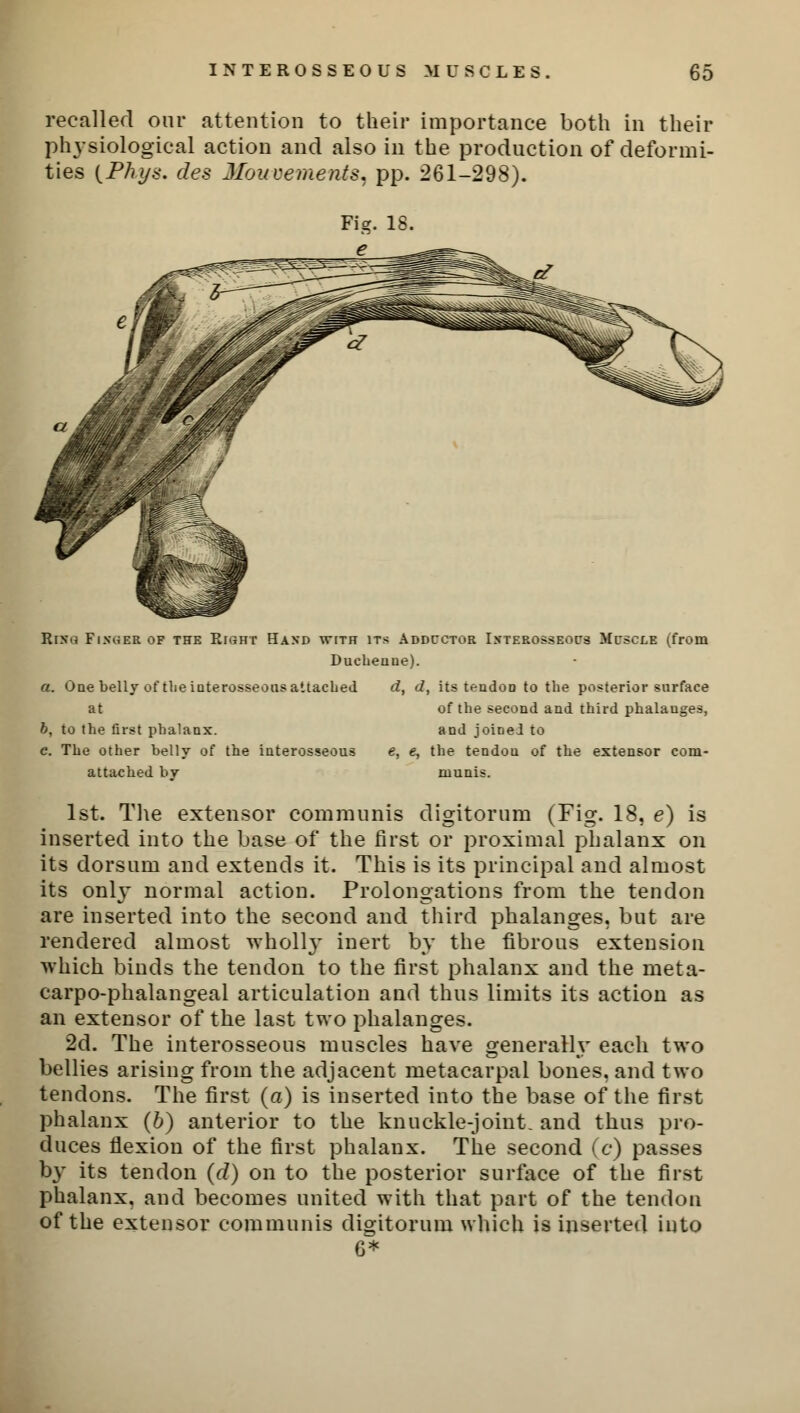 recalled our attention to their importance both in their physiological action and also in the production of deformi- ties {Phi/s. des Jlouvements, pp. 261-298). Rixg Finger of the Right Hand with its Addcctor Interosseous Muscle (from Ducheune). a. One belly of the interosseous attached d, d, its tendon to the posterior surface at of the second and third phalanges, b. to the first phalanx. and joiDeJ to c. The other belly of the interosseous e, e, the tendou of the extensor com- attached by munis. 1st. The extensor communis digitorum (Fig. 18, e) is inserted into the base of the first or proximal phalanx on its dorsum and extends it. This is its principal and almost its only normal action. Prolongations from the tendon are inserted into the second and third phalanges, but are rendered almost wholl}- inert by the fibrous extension which binds the tendon to the first phalanx and the meta- carpophalangeal articulation and thus limits its action as an extensor of the last two phalanges. 2d. The interosseous muscles have generally each two bellies arising from the adjacent metacarpal bones, and two tendons. The first (a) is inserted into the base of the first phalanx (6) anterior to the knuckle-joint, and thus pro- duces flexion of the first phalanx. The second (c) passes by its tendon (d) on to the posterior surface of the first phalanx, and becomes united with that part of the tendon of the extensor communis digitorum which is inserted into 6*