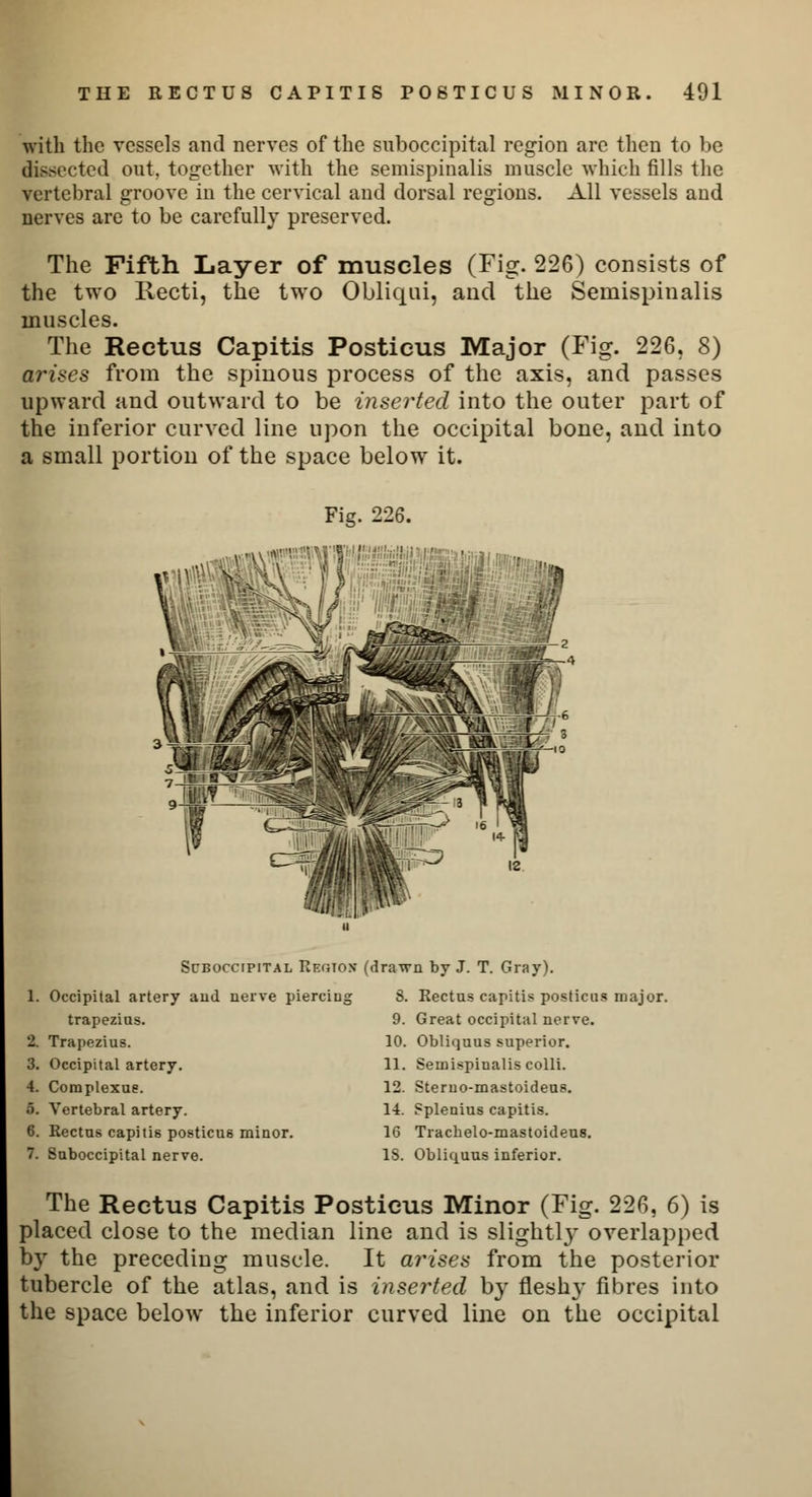 with the vessels and nerves of the suboccipital region are then to be dissected out. together with the semispinals muscle which fills the vertebral groove in the cervical and dorsal regions. All vessels and nerves are to be carefully preserved. The Fifth Layer of muscles (Fig. 226) consists of the two Recti, the two Obliqui, and the Semispinalis muscles. The Rectus Capitis Posticus Major (Fig. 226, 8) arises from the spinous process of the axis, and passes upward and outward to be inserted into the outer part of the inferior curved line upon the occipital bone, and into a small portion of the space below it. Fig. 226. Suboccipital Region (drawn by J. T. Gray). S. Rectus capitis posticus major. 9. Great occipital nerve. 10. Obliquus superior. 11. Semispinalis colli. 12. Steruo-mastoideus. 14. Splenius capitis. 16 Trachelo-mastoideus. 15. Obliquus inferior. 1. Occipital artery and nerve piercing trapezius. 2. Trapezius. 3. Occipital artery. 4. Coraplexue. o. Vertebral artery. 6. Rectus capitis posticus minor. 7. Suboccipital nerve. The Rectus Capitis Posticus Minor (Fig. 226, 6) is placed close to the median line and is slight^ overlapped by the preceding muscle. It arises from the posterior tubercle of the atlas, and is inserted hy fleshy fibres into the space below the inferior curved line on the occipital