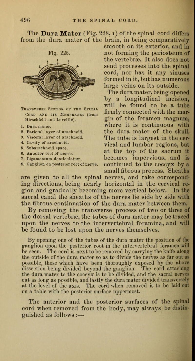 The Dura Mater (Fig. 228, i) of the spinal cord differs from the dura mater of the brain, in being comparatively Fig. 228. Transverse Section of the Spinal Cord and its Membranes (from Hirschfeld and Leveill6). 1. Dura mater. 2. Parietal layer of arachnoid. 8. Visceral layer of arachnoid. 4. Cavity of arachnoid. 5. Subarachnoid space. 6. Anterior root of nerve. 7. Ligamentum denticulatum. 8. Ganglion on posterior root of nerve. smooth on its exterior, and in not forming the periosteum of the vertebrae. It also does not send processes into the spinal cord, nor has it any sinuses formed in it, but has numerous large veins on its outside. The dura mater, being opened by a longitudinal incision, will be found to be a tube firmly connected with the mar- gin of the foramen magnum, where it is continuous with the dura mater of the skull. The tube is largest in the cer- vical and lumbar regions, but at the top of the sacrum it becomes impervious, and is continued to the coccyx by a small fibrous process. Sheaths are given to all the spinal nerves, and take correspond- ing directions, being nearly horizontal in the cervical re- gion and gradually becoming more vertical below. In the sacral canal the sheaths of the nerves lie side hy side with the fibrous continuation of the dura mater between them. By removing the transverse process of two or three of the dorsal vertebrae, the tubes of dura mater may be traced upon the nerves to the intervertebral foramina, and will be found to be lost upon the nerves themselves. By opening one of the tubes of the dura mater the position of the ganglion upon the posterior root in the intervertebral foramen will be seen. The cord is next to be removed by carrying the knife along the outside of the dura mater so as to divide the nerves as far out as possible, those which have been thoroughly exposed by the above dissection being divided beyond the ganglion. The cord attaching the dura mater to the coccyx is to be divided, and the sacral nerves cut as long as possible, and lastly the dura mater divided transversely at the level of the axis. The cord when removed is to be laid out on a table with the posterior surface uppermost. The anterior and the posterior surfaces of the spinal cord when removed from the bod}', may always be distin- guished as follows:—