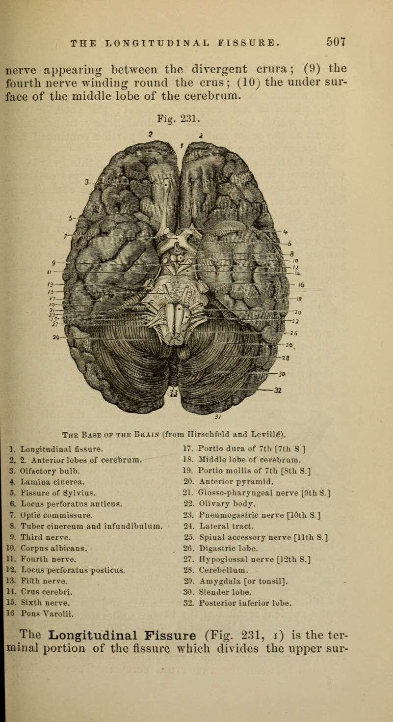 nerve appearing between the divergent crura; (9) the fourth nerve winding round the cms; (10) the under sur- face of the middle lobe of the cerebrum. Fie. 231. Tite Base of the Brain (fro Longitudinal fissure. 2. Anterior lobes of cerebrum. Olfactory bulb. Lamina cinerea. Fissure of Sylvius. Locus perforatus anticus. Optic commissure. Tuber cinereum and infuudibulam. Third nerve. Corpus albicans. Fourth nerve. Locus perforatus posticus. Fifth nerve. Crus cerebri. Sixth nerve. Pons Varolii. m Hirschfeld and Leville^. 17. Portio dura of 7th [7th S ] 18. Middle lobe of cerebrum. 19. Portio mollis of 7th [Sth S.] 20. Anterior pyramid. 21. Glosso-pharyngeal nerve [9th S.] 22. Olivary body. 23. Pneumogastric nerve [10th S] 24. Lateral tract. 25. Spinal accessory nerve [11th S.] 26. Digastric lobe. 27. Hypoglossal nerve [12th S.] 28. Cerebellum. 29. Amygdala [or tonsil]. 30. Slender lobe. 32. Posterior inferior lobe. The Longitudinal Fissure (Fig. 231, i) is the ter- minal portion of the fissure which divides the upper sur-