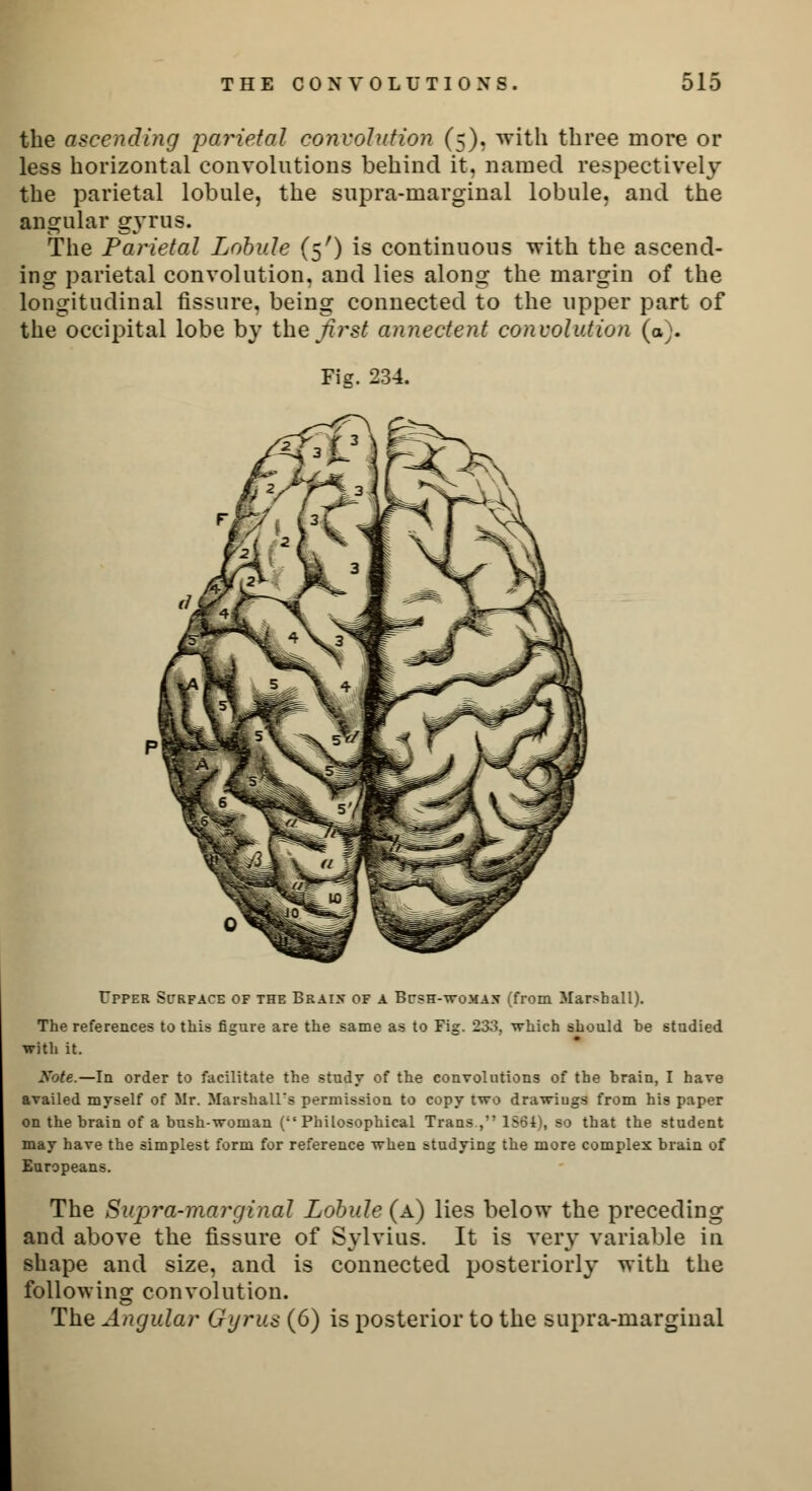 the ascending parietal convolution (5), with three more or less horizontal convolutions behind it. named respectively the parietal lobule, the supra-marginal lobule, and the angular gyrus. The Parietal Lobule (5') is continuous with the ascend- ing parietal convolution, and lies along the margin of the longitudinal fissure, being connected to the upper part of the occipital lobe by the first annectent convolution (a). Fig. 234. Upper Surface of the Brain of a Bcsh-womax (from Marshall). The references to this figure are the same as to Fig. 233, which should be studied with it. Sole.—In order to facilitate the study of the convolutions of the brain, I have availed myself of Mr. Marshall's permission to copy two drawiugs from his paper on the brain of a bush-woman (Philosophical Trans, 1S61), so that the student may have the simplest form for reference when studying the more complex brain of Europeans. The Supra-marginal Lobule (a) lies below the preceding and above the fissure of Sylvius. It is very variable in shape and size, and is connected posteriorly with the following convolution. The Angular Gyrus (6) is posterior to the supra-marginal