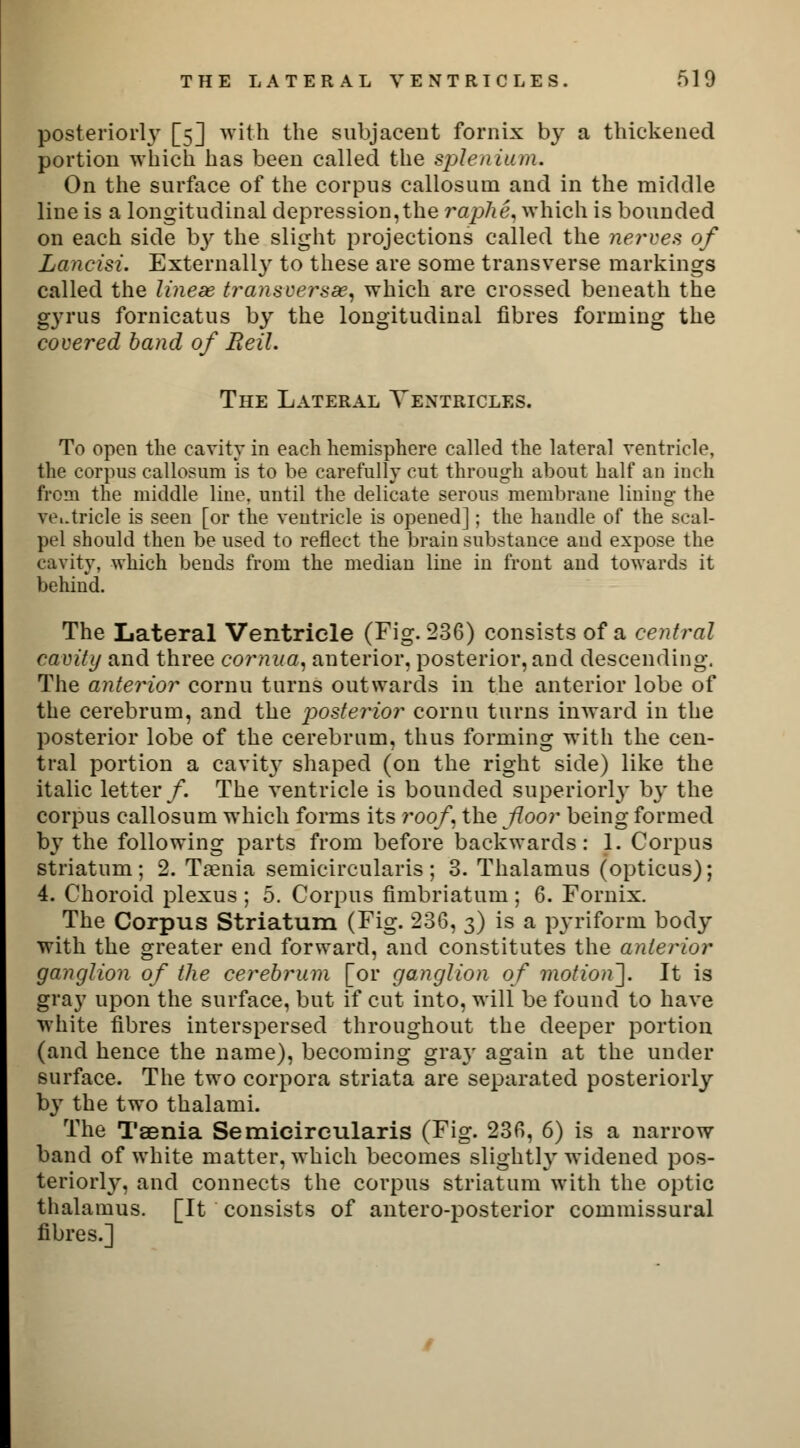 posteriorly [5] with the subjacent fornix by a thickened portion which has been called the spleniurru On the surface of the corpus callosuni and in the middle line is a longitudinal depression,the raphe, which is bounded on each side by the slight projections called the nerves of Laneisi. Externally to these are some transverse markings called the tineas transversa?, which are crossed beneath the feyrus fornicatus by the longitudinal fibres forming the covered band of Reil. The Lateral Ventricles. To open the cavity in each hemisphere called the lateral ventricle, the corpus callosuni is to be carefully cut through about half an inch from the middle line, until the delicate serous membrane lining the vc.tricle is seen [or the ventricle is opened]; the handle of the sail- pel should then be used to reflect the brain substance and expose the cavity, which bends from the median line in front and towards it behind. The Lateral Ventricle (Fig. 236) consists of a central cavity and three cornua, anterior, posterior,and descending. The anterior cornu turns outwards in the anterior lobe of the cerebrum, and the posterior cornu turns inward in the posterior lobe of the cerebrum, thus forming with the cen- tral portion a cavity shaped (on the right side) like the italic letter/. The ventricle is bounded superiorly by the corpus callosum which forms its roof, the floor being formed by the following parts from before backwards: 1. Corpus striatum; 2. Taenia semicircularis ; 3. Thalamus (opticus); 4. Choroid plexus ; 5. Corpus fimbriatum ; 6. Fornix. The Corpus Striatum (Fig. 236, 3) is a pyriform body with the greater end forward, and constitutes the anterior ganglion of the cerebrum [or ganglion of motion]. It is gray upon the surface, but if cut into, will be found to have white fibres interspersed throughout the deeper portion (and hence the name), becoming gray again at the under surface. The two corpora striata are separated posteriorly by the two thalami. The Taenia Semicircularis (Fig. 236, 6) is a narrow band of white matter, which becomes slightly widened pos- teriori}', and connects the corpus striatum with the optic thalamus. [It consists of antero-posterior commissural fibres.]