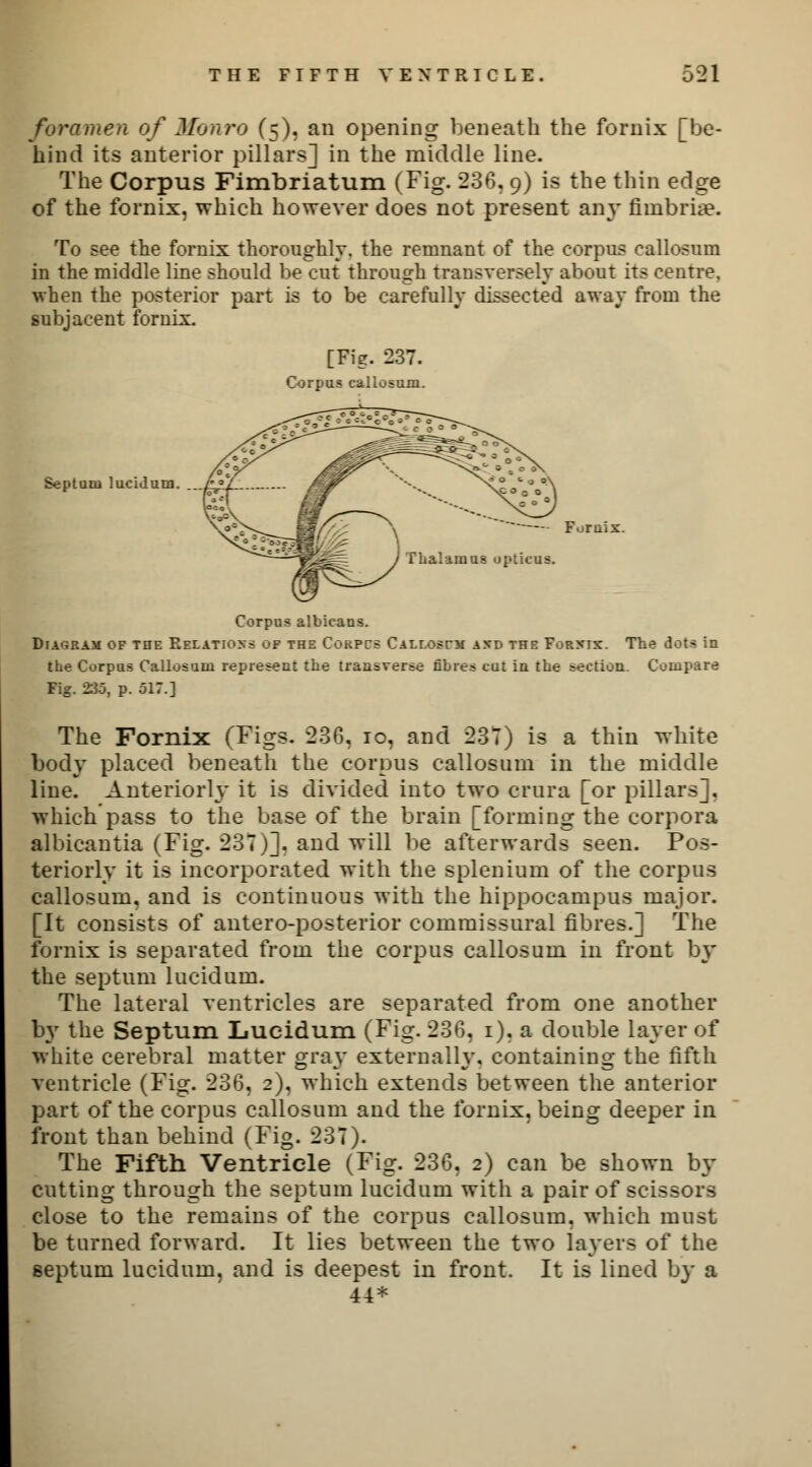 THE FIFTH VENTRICLE. 021 foramen of Monro (5), an opening beneath the fornix [be- hind its anterior pillars] in the middle line. The Corpus Fimbriatum (Fig. 236, 9) is the thin edge of the fornix, which however does not present any fimbria?. To see the fornix thoroughly, the remnant of the corpus callosum in the middle line should be cut through transversely about its centre, when the posterior part is to be carefully dissected away from the subjacent fornix. [Fig. 237. Corpus callosum. Septum lucidum. Fornix. Corpus albicans. Diagram of the Relations of the Corpcs Calloscm axd the Forxix. The dots in the Corpus Callosum represent the transverse fibres cut in the section. Compare Fig. 23.5, p. 517.] The Fornix (Figs. 236, 10, and 23T) is a thin white body placed beneath the corpus callosum in the middle line. Anteriorly it is divided into two crura [or pillars], which'pass to the base of the brain [forming the corpora albicantia (Fig. 237)]. and will be afterwards seen. Pos- teriorly it is incorporated with the splenium of the corpus callosum. and is continuous with the hippocampus major. [It consists of autero-posterior commissural fibres.] The fornix is separated from the corpus callosum in front by the septum lucidum. The lateral ventricles are separated from one another b}r the Septum Lucidum (Fig. 236, 1). a double layer of white cerebral matter gray externally, containing the fifth ventricle (Fig. 236, 2), which extends between the anterior part of the corpus callosum and the fornix, being deeper in front than behind (Fig. 237). The Fifth Ventricle (Fig. 236, 2) can be shown by cutting through the septum lucidum with a pair of scissors close to the remains of the corpus callosum, which must be turned forward. It lies between the two layers of the septum lucidum, and is deepest in front. It is lined by a 44*