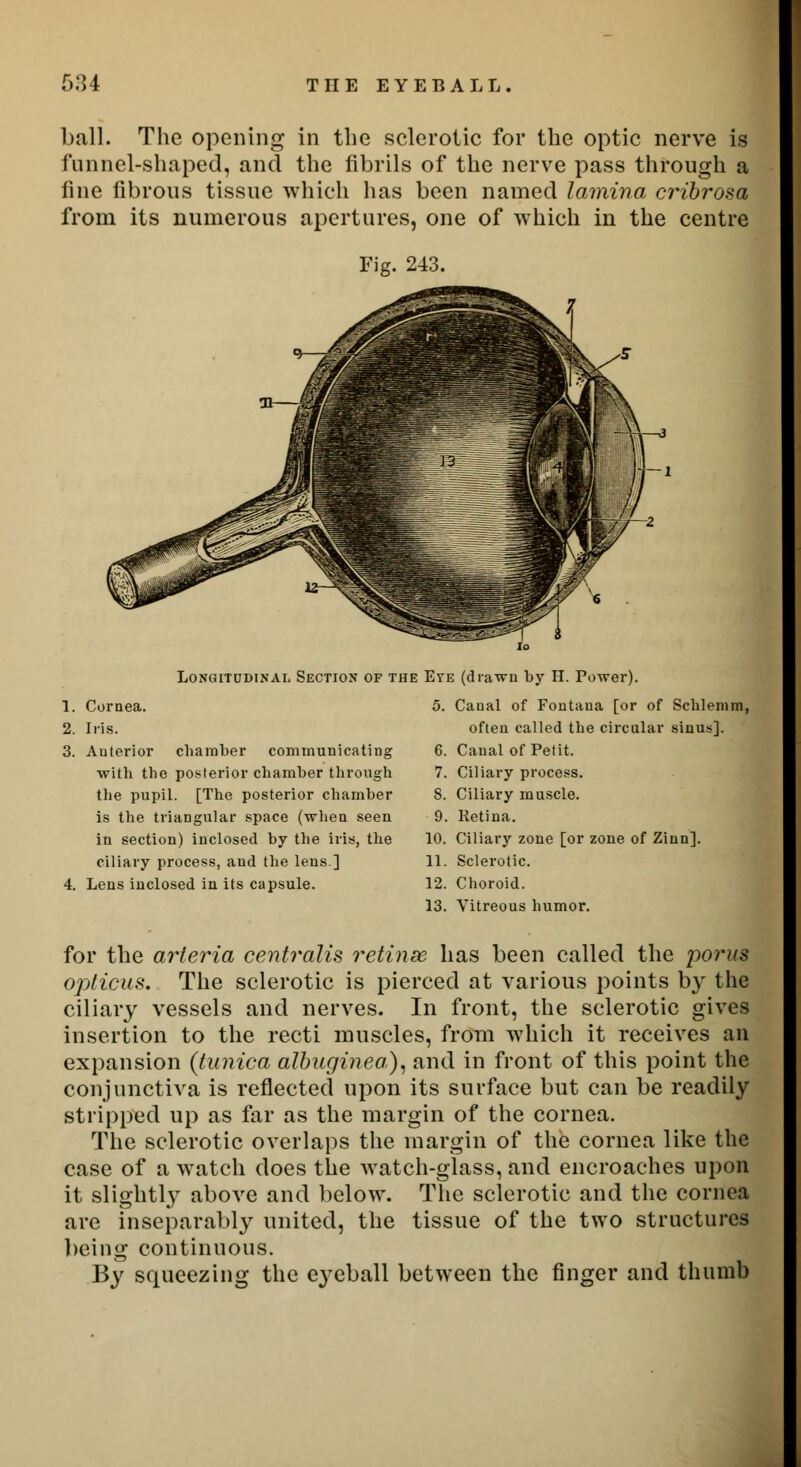 ball. The opening in the sclerotic for the optic nerve is funnel-shaped, and the fibrils of the nerve pass through a line fibrous tissue which has been named lamina cribrosa from its numerous apertures, one of which in the centre Fig. 243. Longitudinal Section of the Ey E (drawn by H. Power). 1. Cornea. 5. Canal of Fontana [or of Schlemm 2. Iris. often called the circular sinus]. 3. Auterior chamber communicating 6. Canal of Petit. with the posterior chamber through 7. Ciliary process. the pupil. [The posterior chamber 8. Ciliary muscle. is the triangular space (when seen. 9. Ketina. in section) inclosed by the iris, the 10. Ciliary zone [or zone of Zinn]. ciliary process, and the lens] 11. Sclerotic. 4. Lens inclosed in its capsule. 12. Choroid. 13. Vitreous humor. for the arteria centralis retinae has been called the jwrus opticus. The sclerotic is pierced at various points by the ciliary vessels and nerves. In front, the sclerotic gives insertion to the recti muscles, from which it receives an expansion (tunica albuginea), and in front of this point the conjunctiva is reflected upon its surface but can be readily stripped up as far as the margin of the cornea. The sclerotic overlaps the margin of the cornea like the case of a watch does the watch-glass, and encroaches upon it slightly above and below. The sclerotic and the cornea are inseparably united, the tissue of the two structures being continuous. By squeezing the eyeball between the finger and thumb