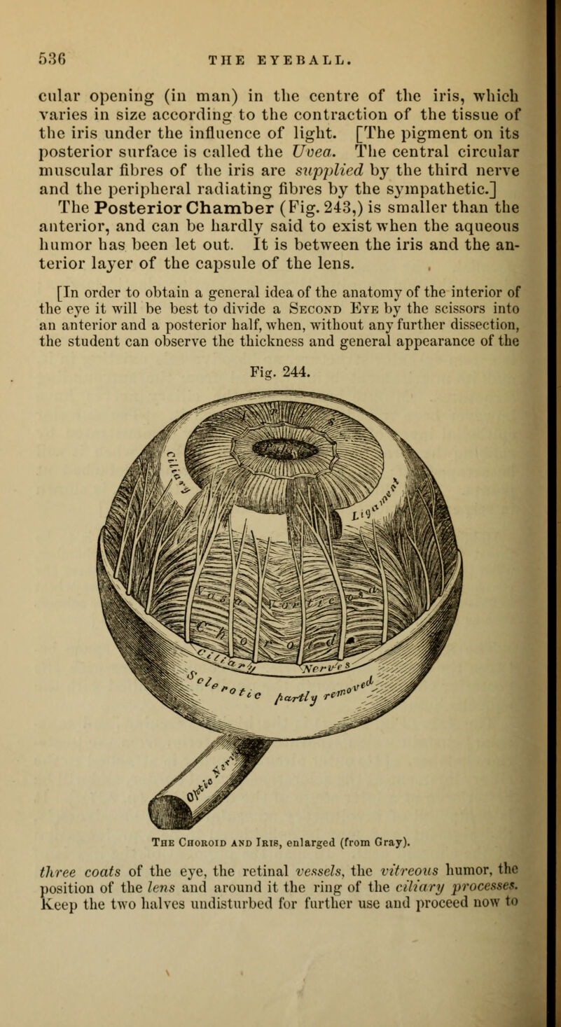 cular opening (in man) in the centre of the iris, which varies in size according to the contraction of the tissue of the iris under the influence of light. [The pigment on its posterior surface is called the Uvea. The central circular muscular fibres of the iris are supplied by the third nerve and the peripheral radiating fibres by the sympathetic] The Posterior Chamber (Fig. 243,) is smaller than the anterior, and can be hardly said to exist when the aqueous humor has been let out. It is between the iris and the an- terior layer of the capsule of the lens. [In order to obtain a general idea of the anatomy of the interior of the eye it will be best to divide a Second Eye by the scissors into an anterior and a posterior half, when, without any further dissection, the student can observe the thickness and general appearance of the Fig. 244. The Choroid and Iris, enlarged (from Gray). three coats of the eye, the retinal vessels, the vitreous humor, the position of the lens and around it the ring of the ciliary processes. Keep the two halves undisturbed for further use and proceed now to