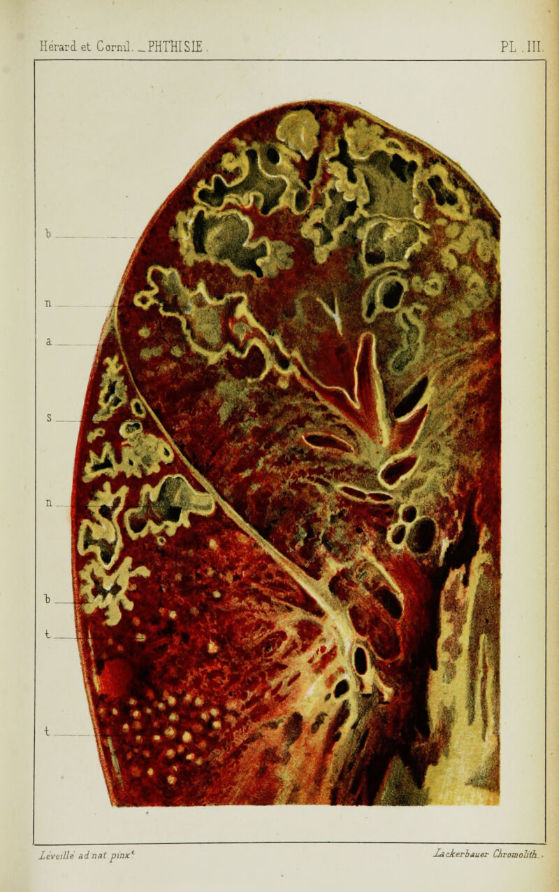 leveille âdnat pu -L&ckerhauer Chvomalith ■