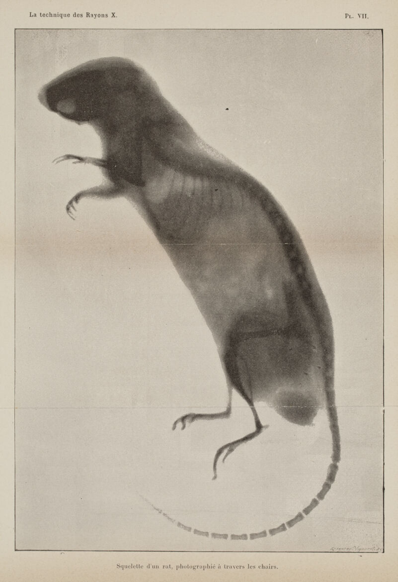 ' : 'r.-. ■ Squelette d'un rat, photographié à travers les chairs.