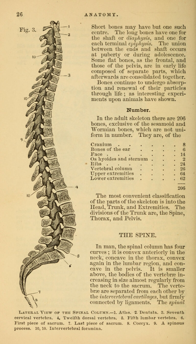 Fig. 3. ! 3 Short bones may have but one such centre. The long bones have one for the shaft or diaphysis, and one for each terminal epiphysis. The union between the ends and shaft occurs at puberty or during adolescence. Some flat bones, as the frontal, and those of the pelvis, are in early life composed of separate parts, which afterwards are consolidated together. Bones continue to undergo absorp- tion and renewal of their particles through life ; as interesting experi- ments upon animals have shown. Number. In the adult skeleton there are 206 bones, exclusive of the sesamoid and Wormian bones, which are not uni- form in number. They are, of the Cranium 8 Bones of the ear .... 6 Face 14 Os hyoides and sternum ... 2 Ribs 24 Vertebral column . . . .26 Upper extremities . . . .64 Lower extremities . . . .62 206 The most convenient classification of the parts of the skeleton is into the Head, Trunk, and Extremities. The divisions of the Trunk are, the Spine, Thorax, and Pelvis. THE SPIXE. In man, the spinal column has four curves ; it is convex anteriorly in the 1 neck, concave in the thorax, convex again in the lumbar region, and con- cave in the pelvis. It is smaller above, the bodies of the vertebra? in- creasing in size almost regularly from the neck to the sacrum. The verte- brae are separated from each other by the intervertebral cartilages, but firmly \ T connected by ligaments. The spinal Lateral View op the Spinal Column.—1. Atlas. 2. Dentata. 3. Seventh cervical vertebra. 4. Twelfth dorsal vertebra. 5. Fifth lumbar vertebra. 6. First piece of sacrum. 7. Last piece of sacrum. 8. Coccyx. 9. A spinous process. 10, 10. Intervertebral foramina.