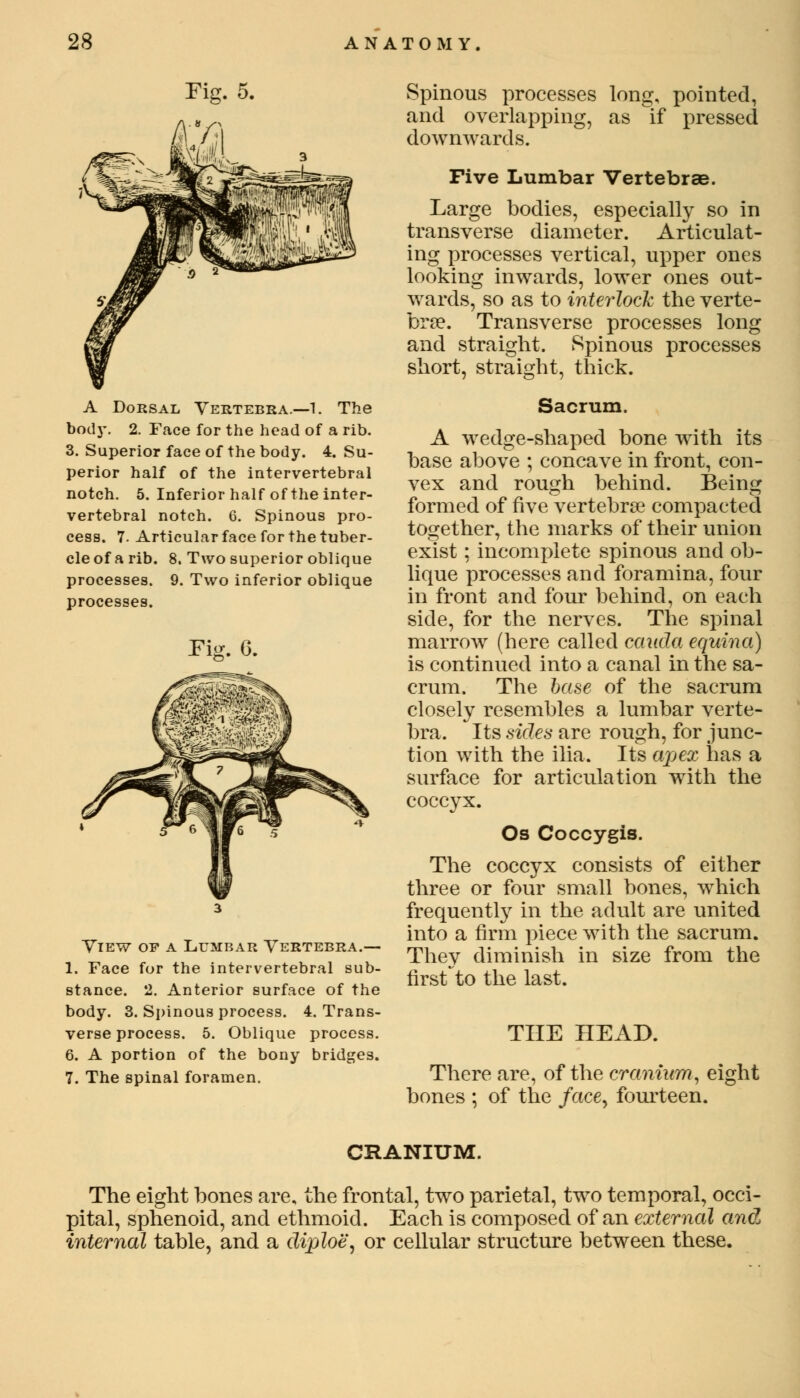 A Dorsal Vertebra.—1. The body. 2. Face for the head of a rib. 3. Superior face of the body. 4. Su- perior half of the intervertebral notch. 5. Inferior half of the inter- vertebral notch. G. Spinous pro- cess. 7. Articular face for the tuber- cle of a rib. 8. Two superior oblique processes. 9. Two inferior oblique processes. Fig. 6. View op a Lumbar Vertebra.— 1. Face for the intervertebral sub- stance. 2. Anterior surface of the body. 3. Spinous process. 4. Trans- verse process. 5. Oblique process. 6. A portion of the bony bridges. 7. The spinal foramen. Spinous processes long, pointed, and overlapping, as if pressed downwards. Five Lumbar Vertebrae. Large bodies, especially so in transverse diameter. Articulat- ing processes vertical, upper ones looking inwards, lower ones out- wards, so as to interlock the verte- bra?. Transverse processes long and straight. Spinous processes short, straight, thick. Sacrum. A wedge-shaped bone with its base above ; concave in front, con- vex and rough behind. Being formed of five vertebra? compacted together, the marks of their union exist; incomplete spinous and ob- lique processes and foramina, four in front and four behind, on each side, for the nerves. The spinal marrow (here called cauda equina) is continued into a canal in the sa- crum. The base of the sacrum closely resembles a lumbar verte- bra. Its sides are rough, for junc- tion with the ilia. Its apex has a surface for articulation with the coccyx. Os Coccygis. The coccyx consists of either three or four small bones, which frequently in the adult are united into a firm piece with the sacrum. They diminish in size from the first to the last. THE HEAD. There are, of the cranium, eight bones ; of the facey fourteen. CRANIUM. The eight bones are, the frontal, two parietal, two temporal, occi- pital, sphenoid, and ethmoid. Each is composed of an external and internal table, and a diploe, or cellular structure between these.