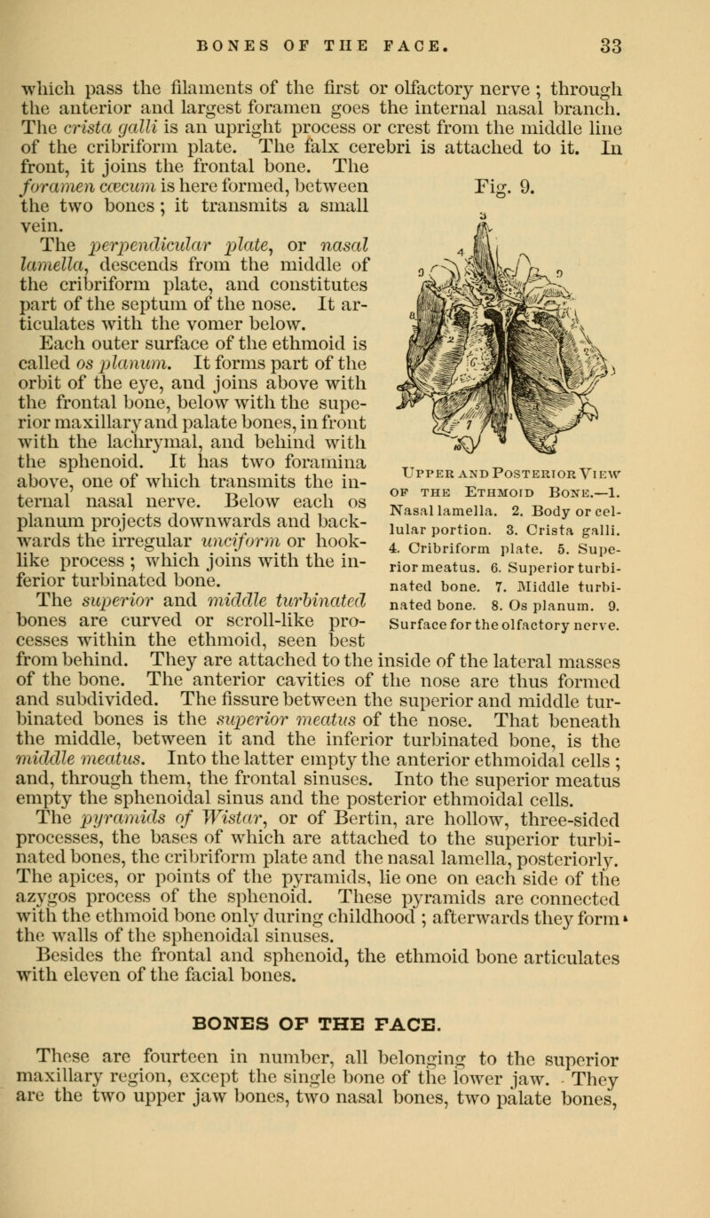 Fig. 9. which pass the filaments of the first or olfactory nerve ; through the anterior and largest foramen goes the internal nasal branch. The crista galli is an upright process or crest from the middle line of the cribriform plate. The falx cerebri is attached to it. In front, it joins the frontal bone. The foramen ccecum is here formed, between the two bones ; it transmits a small vein. The perpendicular plate, or nasal lamella, descends from the middle of the cribriform plate, and constitutes part of the septum of the nose. It ar- ticulates with the vomer below. Each outer surface of the ethmoid is called os planum. It forms part of the orbit of the eye, and joins above with the frontal bone, below with the supe- rior maxillary and palate bones, in front with the lachrymal, and behind with the sphenoid. It has two foramina above, one of which transmits the in- ternal nasal nerve. Below each os planum projects downwards and back- wards the irregular unciform or hook- like process ; which joins with the in- ferior turbinated bone. The superior and middle turbinated bones are curved or scroll-like pro- cesses within the ethmoid, seen best from behind. They are attached to the inside of the lateral masses of the bone. The anterior cavities of the nose are thus formed and subdivided. The fissure between the superior and middle tur- binated bones is the superior meatus of the nose. That beneath the middle, between it and the inferior turbinated bone, is the middle meatus. Into the latter empty the anterior ethmoidal cells ; and, through them, the frontal sinuses. Into the superior meatus empty the sphenoidal sinus and the posterior ethmoidal cells. The pyramids of Wistar, or of Bertin, are hollow, three-sided processes, the bases of which are attached to the superior turbi- nated bones, the cribriform plate and the nasal lamella, posteriorly. The apices, or points of the pyramids, lie one on each side of the azygos process of the sphenoid. These pyramids are connected with the ethmoid bone only during childhood ; afterwards they form the walls of the sphenoidal sinuses. Besides the frontal and sphenoid, the ethmoid bone articulates with eleven of the facial bones. Upper and PostertoPw Vi ew op the Ethmoid Bone.—1. Nasal lamella. 2. Body or cel- lular portion. 3. Crista galli. 4. Cribriform plate. 5. Supe- rior meatus. 6. Superior turbi- nated bone. 7. Middle turbi- nated bone. 8. Os planum. 9. Surface for the olfactory nerve. BONES OP THE PACE. Those are fourteen in number, all belonging to the superior maxillary region, except the single bone of the lower jaw. They are the two upper jaw bones, two nasal bones, two palate bones,