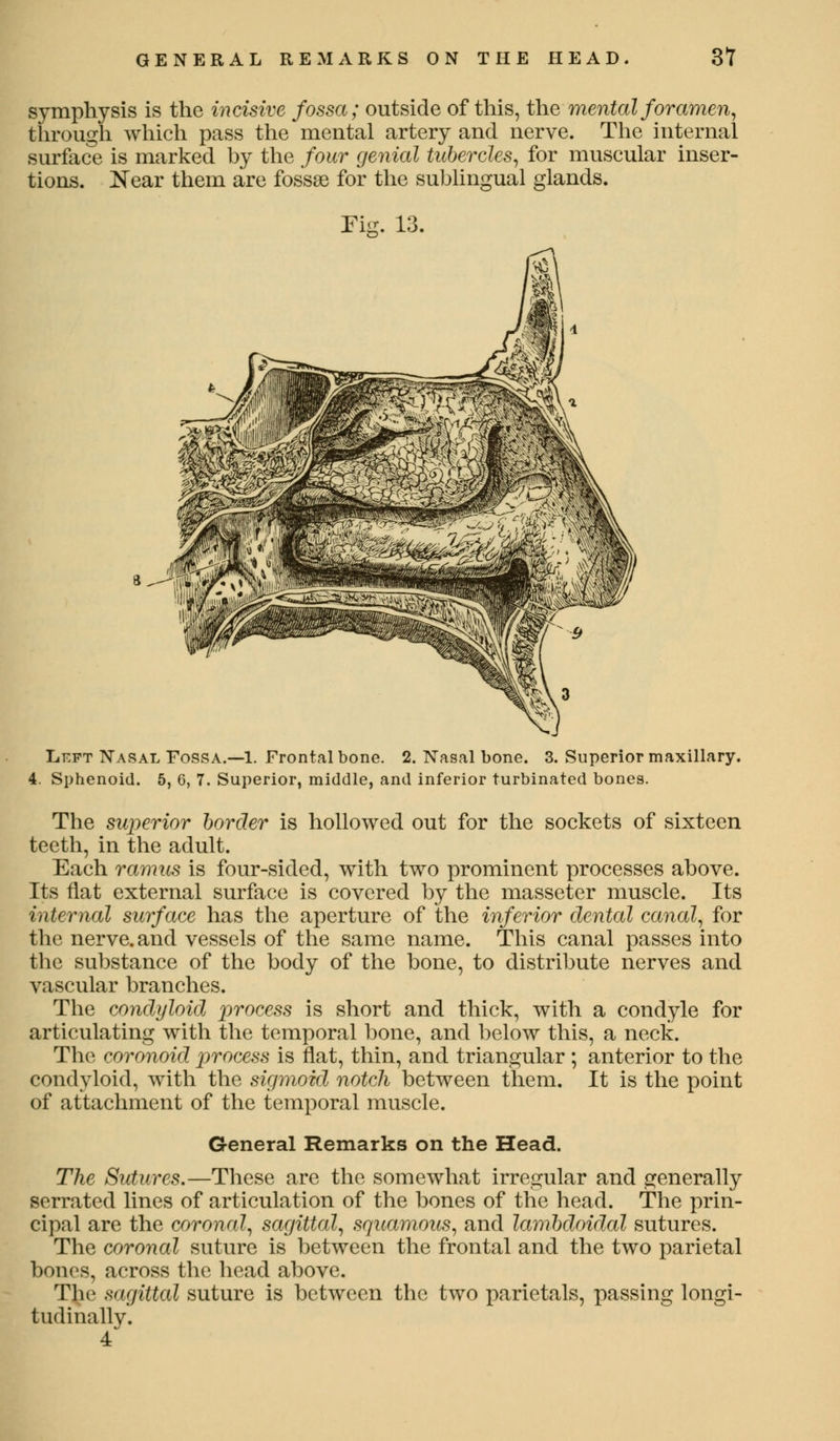 symphysis is the incisive fossa; outside of this, the mental foramen, through which pass the mental artery and nerve. The internal surface is marked by the four genial tubercles, for muscular inser- tions. Near them are fossae for the sublingual glands. Fig. 13. Left Nasal Fossa.—1. Frontal bone. 2. Nasal bone. 3. Superior maxillary. 4. Sphenoid. 5, 6, 7. Superior, middle, and inferior turbinated bones. The superior border is hollowed out for the sockets of sixteen teeth, in the adult. Each ramus is four-sided, with two prominent processes above. Its flat external surface is covered by the masseter muscle. Its internal surface has the aperture of the inferior dental canal, for the nerve, and vessels of the same name. This canal passes into the substance of the body of the bone, to distribute nerves and vascular branches. The condyloid process is short and thick, with a condyle for articulating with the temporal bone, and below this, a neck. The coronoid process is flat, thin, and triangular ; anterior to the condyloid, with the sigmoid notch between them. It is the point of attachment of the temporal muscle. General Remarks on the Head. The Sutures.—These are the somewhat irregular and generally serrated lines of articulation of the bones of the head. The prin- cipal are the coronal, sagittal, squamous, and lambdoidal sutures. The coronal suture is between the frontal and the two parietal bones, across the head above. The sagittal suture is between the two parietals, passing longi- tudinally. 4