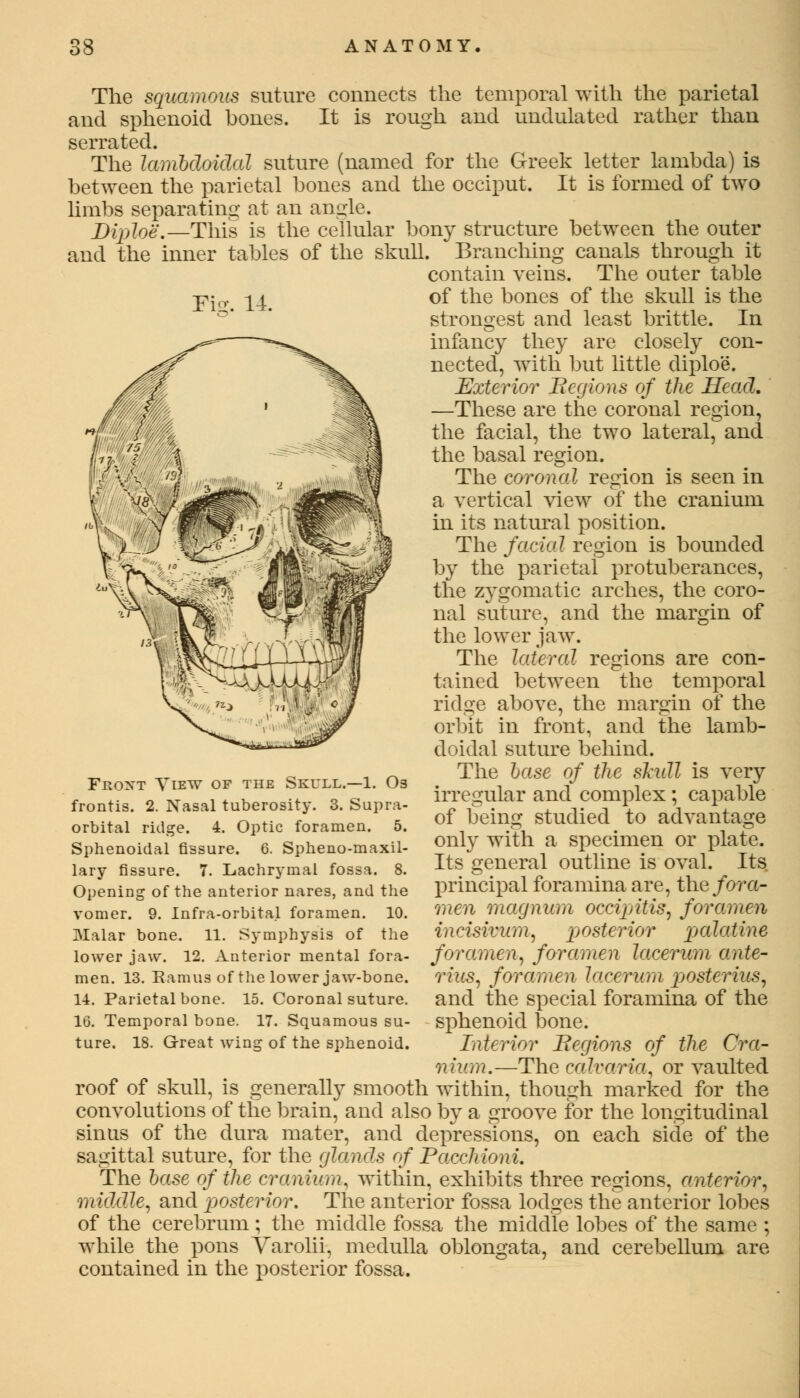 The squamous suture connects the temporal with the parietal and sphenoid bones. It is rough and undulated rather than serrated. The lambdoidal suture (named for the Greek letter lambda) is between the parietal bones and the occiput. It is formed of two limbs separating at an angle. Diploe.—This is the cellular bony structure between the outer and the inner tables of the skull. Branching canals through it contain veins. The outer table Fiff. 14. of the bones of the skull is the strongest and least brittle. In infancy they are closely con- nected, with but little diploe. Exterior Beg ions of the Head. —These are the coronal region, the facial, the two lateral, and the basal region. The coronal region is seen in a vertical view of the cranium in its natural position. The facial region is bounded by the parietal protuberances, the zygomatic arches, the coro- nal suture, and the margin of the lower jaw. The lateral regions are con- tained between the temporal ridge above, the margin of the orbit in front, and the lamb- doidal suture behind. The beise of the skull is very irregular and complex; capable of being studied to advantage only with a specimen or plate. Its general outline is oval. Its principal foramina are, the fora- men magnum occijritis, foramen incisivum, posterior palatine foramen, foramen lacerum ante- rius, foramen lacerum posterius, and the special foramina of the sphenoid bone. Interior Begions of the Cra- nium.—The calvaria, or vaulted roof of skull, is generally smooth within, though marked for the convolutions of the brain, and also by a groove for the longitudinal sinus of the dura mater, and depressions, on each side of the sagittal suture, for the glands of Pacchioni. The base of the cranium, within, exhibits three regions, anterior, middle, and posterior. The anterior fossa lodges the anterior lobes of the cerebrum; the middle fossa the middle lobes of the same ; while the pons Varolii, medulla oblongata, and cerebellum are contained in the posterior fossa. Front View of the Skull.—1. O3 frontis. 2. Nasal tuberosity. 3. Supra- orbital ridge. 4. Optic foramen. 5. Sphenoidal fissure. 6. Sphenomaxil- lary fissure. 7. Lachrymal fossa. 8. Opening of the anterior nares, and the vomer. 9. Infra-orbital foramen. 10. Malar bone. 11. Symphysis of the lower jaw. 12. Anterior mental fora- men. 13. Ramus of the lower jaw-bone. 14. Parietal bone. 15. Coronal suture. 16. Temporal bone. 17. Squamous su- ture. 18. Great wing of the sphenoid.