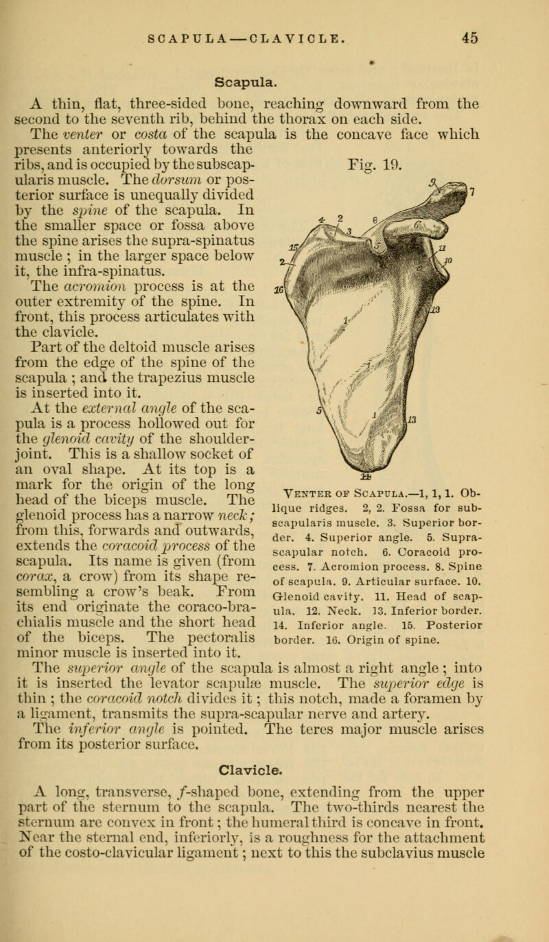 Fig. 19. Scapula. A thin, flat, three-sided bone, reaching downward from the second to the seventh rib, behind the thorax on each side. The venter or costa of the scapula is the concave face which presents anteriorly towards the ribs, and is occupied by the subscap- ularis muscle. The dorsum or pos- terior surface is unequally divided by the spine of the scapula. In the smaller space or fossa above the spine arises the supra-spinatus muscle ; in the larger space below it, the infra-spinatus. The acromion process is at the outer extremity of the spine. In front, this process articulates with the clavicle. Part of the deltoid muscle arises from the edge of the spine of the scapula ; and the trapezius muscle is inserted into it. At the external angle of the sca- pula is a process hollowed out for the glenoid cavity of the shoulder- joint. This is a shallow socket of an oval shape. At its top is a mark for the origin of the long head of the biceps muscle. The glenoid process has a narrow neck; from this, forwards and outwards, extends the coracoicl process of the scapula. Its name is given (from corax, a crow) from its shape re- sembling a crow's beak. From its end originate the coraco-bra- chialis muscle and the short head of the biceps. The pectoralis minor muscle is inserted into it. The superior angle of the scapula is almost a right angle; into it is inserted the levator scapulae muscle. The superior edge is thin ; the coracoicl notch divides it; this notch, made a foramen by a ligament, transmits the supra-scapular nerve and artery. The inferior angle is pointed. The teres major muscle arises from its posterior surface. Clavicle. A long, transverse, /-shaped bone, extending from the upper part of the sternum to the scapula. The two-thirds nearest the sternum are convex in front; the humeral third is concave in front. Near the sternal end, inferiorly, is a roughness for the attachment of the costoclavicular ligament; next to this the subclavius muscle Venter op Scapula.—1,1,1. Ob- lique ridges. 2, 2. Fossa for sub- scapularis muscle. 3. Superior bor- der. 4. Superior angle. 5. Supra- scapular notch. 6. Coracoid pro- cess. 7. Acromion process. 8. Spine of scapula. 9. Articular surface. 10. Glenoid cavity. 11. Head of scap- ula. 12. Neck. 13. Inferior border. 14. Inferior angle. 15. Posterior border. 16. Origin of spine.