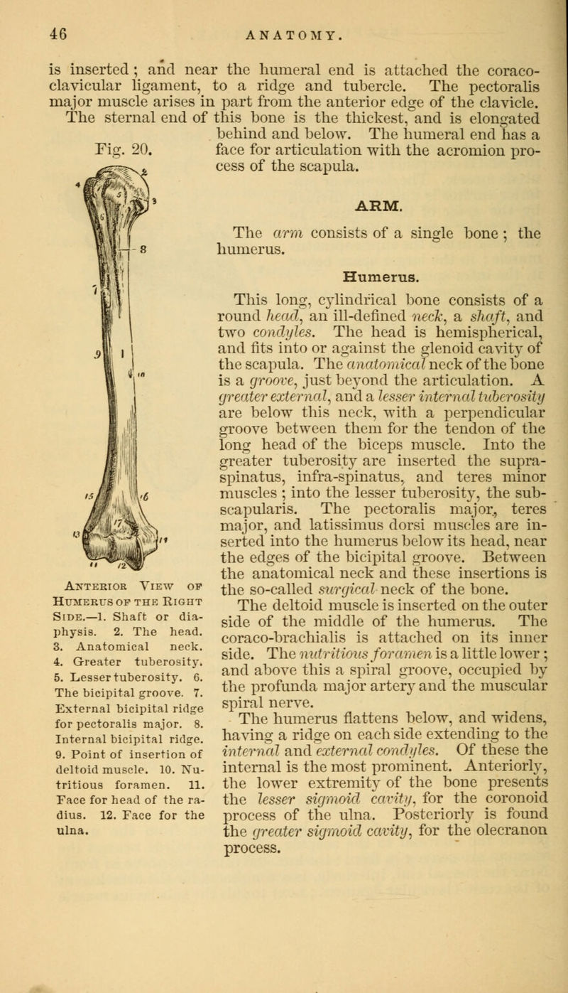 is inserted ; and near the humeral end is attached the coraco- clavicular ligament, to a ridge and tubercle. The pectoralis major muscle arises in part from the anterior edge of the clavicle. The sternal end of this bone is the thickest, and is elongated behind and below. The humeral end has a Fig. 20. face for articulation with the acromion pro- cess of the scapula. Anterior View of humepwusof the right Side.—1. Shaft or dia- physis. 2. The head. 3. Anatomical neck. 4. Greater tuberosity. 5. Lesser tuberosity. 6. The bicipital groove. 7. External bicipital ridge for pectoralis major. 8. Internal bicipital ridge. 9. Point of insertion of deltoid muscle. 10. Nu- tritious foramen. 11. Face for head of the ra- dius. 12. Face for the ulna. ARM. The arm consists of a single bone ; the humerus. Humerus. This long, cylindrical bone consists of a round head, an ill-defined neck, a shaft, and two condyles. The head is hemispherical, and fits into or against the glenoid cavity of the scapula. The anatomical neck of the bone is a groove, just beyond the articulation. A greater external, and a lesser internal tuberosity are below this neck, with a perpendicular groove between them for the tendon of the long head of the biceps muscle. Into the greater tuberosity are inserted the supra - spinatus, infra-spinatus, and teres minor muscles ; into the lesser tuberosity, the sub- scapularis. The pectoralis major, teres major, and latissimus dorsi muscles are in- serted into the humerus below its head, near the edges of the bicipital groove. Between the anatomical neck and these insertions is the so-called surgical neck of the bone. The deltoid muscle is inserted on the outer side of the middle of the humerus. The coraco-brachialis is attached on its inner side. The nutritious for a men is a little lower ; and above this a spiral groove, occupied by the profunda major arter}T and the muscular spiral nerve. The humerus flattens below, and widens, having a ridge on each side extending to the internal and externcd condyles. Of these the internal is the most prominent. Anteriorly, the lower extremity of the bone presents the lesser sigmoid cavity, for the coronoid process of the ulna. Posteriorly is found the greater sigmoid cavity, for the olecranon process.