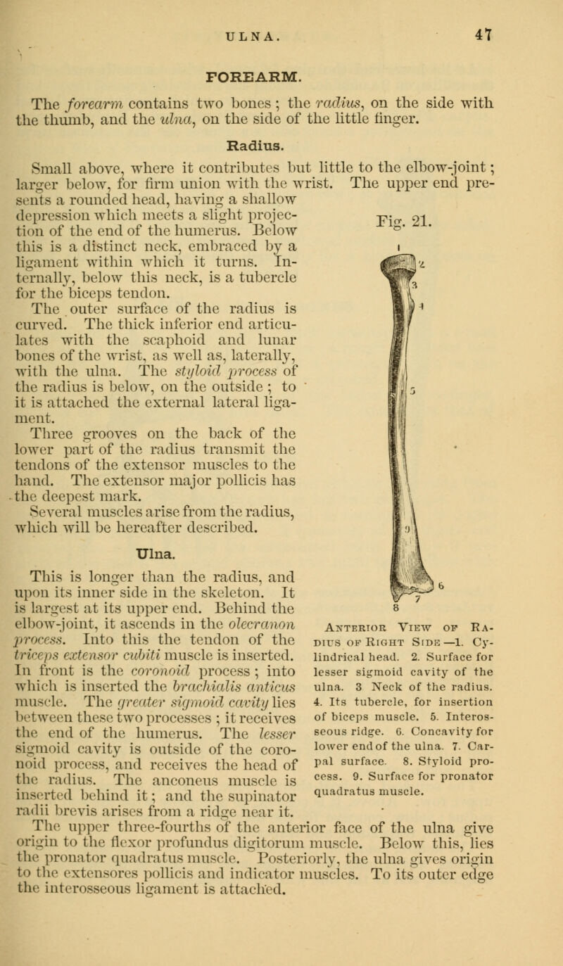 ULNA. 41 FOREARM. The forearm contains two bones ; the radius, on the side with the thumb, and the ulna, on the side of the little finger. Radius. Small above, where it contributes but little to the elbow-joint; larger below, for firm union with the wrist. The upper end pre- sents a rounded head, having a shallow depression which meets a slight projec- -p- 9-1 tion of the end of the humerus. Below ° this is a distinct neck, embraced by a i ligament within which it turns. In- ternally, below this neck, is a tubercle for the biceps tendon. The outer surface of the radius is curved. The thick inferior end articu- lates with the scaphoid and lunar bones of the wrist, as well as, laterally, with the ulna. The styloid process of the radius is below, on the outside ; to it is attached the external lateral liga- ment. Three grooves on the back of the lower part of the radius transmit the tendons of the extensor muscles to the hand. The extensor major pollicis has - the deepest mark. Several muscles arise from the radius, which will be hereafter described. Ulna. This is longer than the radius, and upon its inner side in the skeleton. It is largest at its upper end. Behind the elbow-joint, it ascends in the olecranon process. Into this the tendon of the triceps extensor cubiti muscle is inserted. In front is the coronoid process ; into which is inserted the brachialis anticus muscle. The greater sigmoid cavity lies between these two processes ; it receives the end of the humerus. The lesser sigmoid cavity is outside of the coro- noid process, and receives the head of the radius. The anconeus muscle is inserted behind it; and the supinator radii brevis arises from a ridge near it. The upper three-fourths of the anterior face of the ulna give origin to the flexor profundus digitorum muscle. Below this, lies the pronator quadratus muscle. Posteriorly, the ulna gives origin to the extensores pollicis and indicator muscles. To its outer edge the interosseous ligament is attached. Anterior View of Ra- dius op Right Side—1. Cy- lindrical head. 2. Surface for lesser sigmoid cavity of the ulna. 3 Neck of the radius. 4. Its tubercle, for insertion of biceps muscle. 5. Interos- seous ridge. G. Concavity for lower end of the ulna. 7. Car- pal surface. 8. Styloid pro- cess. 9. Surface for pronator quadratus muscle.