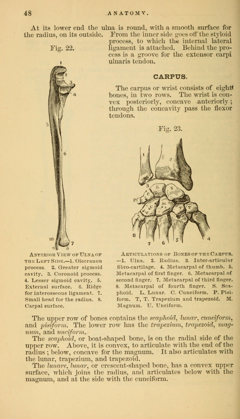 At its lower end the ulna is round, with a smooth surface for the radius, on its outside. From the inner side goes off the styloid process, to which the internal lateral Fig. 22. ligament is attached. Behind the pro- cess is a groove for the extensor carpi i ulnaris tendon. JM. CARPUS. The carpus or wrist consists of eight? bones, in two rows. The wrist is con- vex posteriorly, concave anteriorly ; through the concavity pass the flexor tendons. Fig. 23. Anterior View of Ulna of the Left Side.—1. Olecranon process. 2. Greater sigmoid cavity. 3. Coronoid process. 4. Lesser sigmoid cavity. 5. External surface. 6. Ridge for interosseous ligament. 7. Small head for the radius. 8. Carpal surface. Articulations of Boxes of the Carpus. —1. Ulna. 2. Radius. 3. Inter-articular fibro-cartilage. 4. Metacarpal of thumb. 5. Metacarpal of first finger. 6. Metacarpal of second finger. 7. Metacarpal of third finger. 8. Metacarpal of fourth finger. S. Sca- phoid. L. Lunar. C. Cuneiform. P. Pisi- form. T, T. Trapezium and trapezoid. M. Magnum. U. Unciform. The upper row of bones contains the scaphoid, lunar, cuneiform, and pisifornt. The lower row has the trapezium, trapezoid, mag- num, and unciform. The scaphoid, or boat-shaped bone, is on the radial side of the upper row. Above, it is convex, to articulate with the end of the radius ; below, concave for the magnum. It also articulates with the lunar, trapezium, and trapezoid. The lunare, lunar, or crescent-shaped bone, has a convex upper surface, which joins the radius, and articulates below with the magnum, and at the side with the cuneiform.