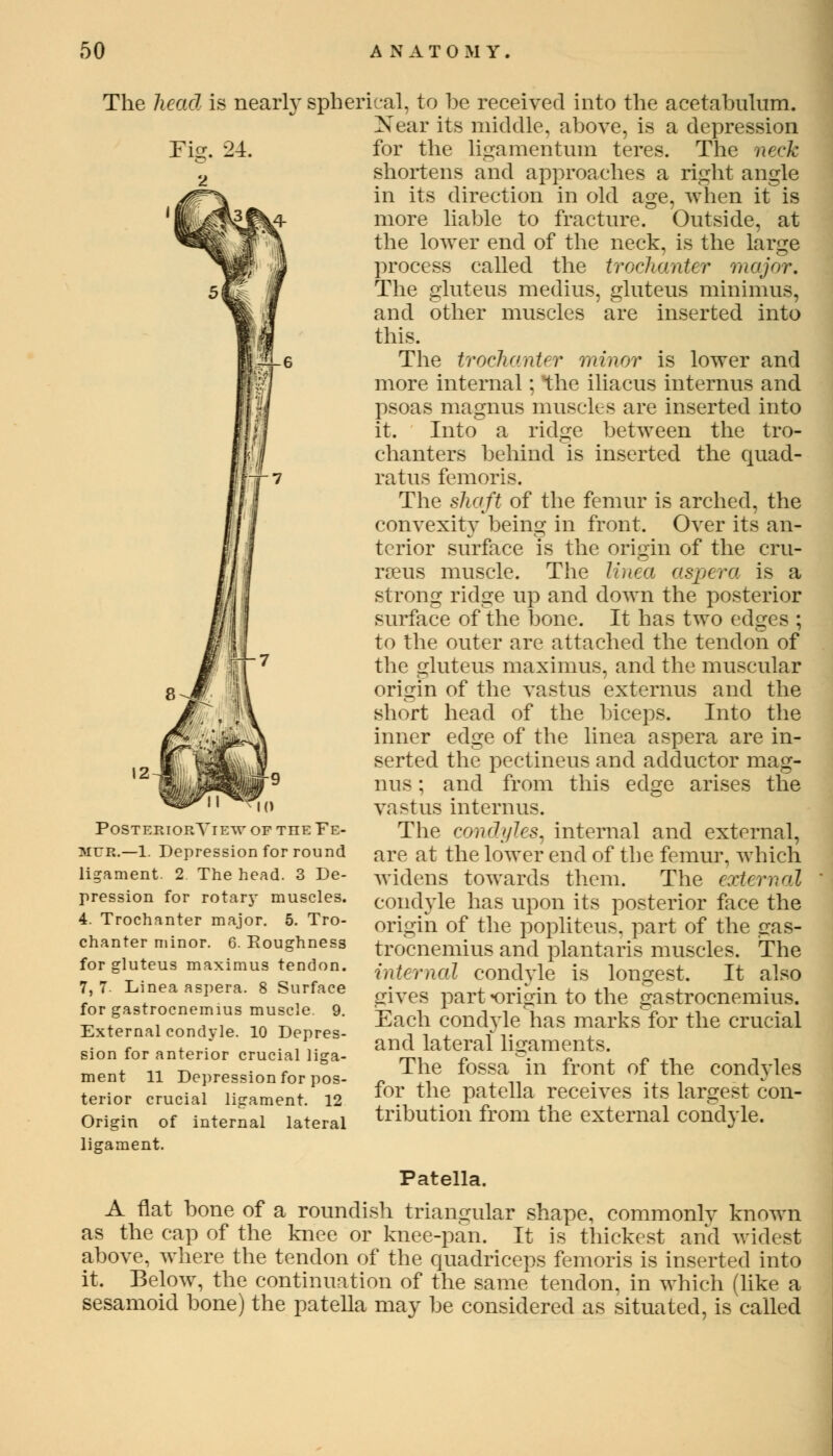 The head is nearly spherical, to be received into the acetabulum. Near its middle, above, is a depression Fig. 24. for the ligamentum teres. The neck shortens and approaches a right angle in its direction in old age, when it is more liable to fracture. Outside, at the lower end of the neck, is the large process called the trochanter major. The gluteus medius, gluteus minimus, and other muscles are inserted into this. The trochanter minor is lower and more internal; the iliacus internus and psoas magnus muscles are inserted into it. Into a ridge between the tro- chanters behind is inserted the quad- rat us femoris. The shaft of the femur is arched, the convexity being in front. Over its an- terior surface is the origin of the cru- rseus muscle. The linea aspera is a strong ridge up and down the posterior surface of the bone. It has two edges ; to the outer are attached the tendon of the gluteus maximus, and the muscular origin of the vastus externus and the short head of the biceps. Into the inner edge of the linea aspera are in- serted the pectineus and adductor mag- nus ; and from this edge arises the vastus internus. The condyles, internal and external, are at the lower end of the femur, which widens towards them. The external condyle has upon its posterior face the origin of the popliteus. part of the gas- trocnemius and plantaris muscles. The internal condyle is longest. It also gives part origin to the gastrocnemius. Each condyle has marks for the crucial and lateral ligaments. The fossa in front of the condyles for the patella receives its largest con- tribution from the external condyle. Patella. A flat bone of a roundish triangular shape, commonlv known as the cap of the knee or knee-pan. It is thickest and widest above, where the tendon of the quadriceps femoris is inserted into it. Below, the continuation of the same tendon, in which (like a sesamoid bone) the patella may be considered as situated, is called PosteriorYie^y of the Fe- mur.—1. Depression for round ligament. 2 The head. 3 De- pression for rotary muscles. 4. Trochanter major. 5. Tro- chanter minor. 6. Roughness for gluteus maximus tendon. 7, 7- Linea aspera. 8 Surface for gastrocnemius muscle. 9. External condyle. 10 Depres- sion for anterior crucial liga- ment 11 Depression for pos- terior crucial ligament. 12 Origin of internal lateral ligament.
