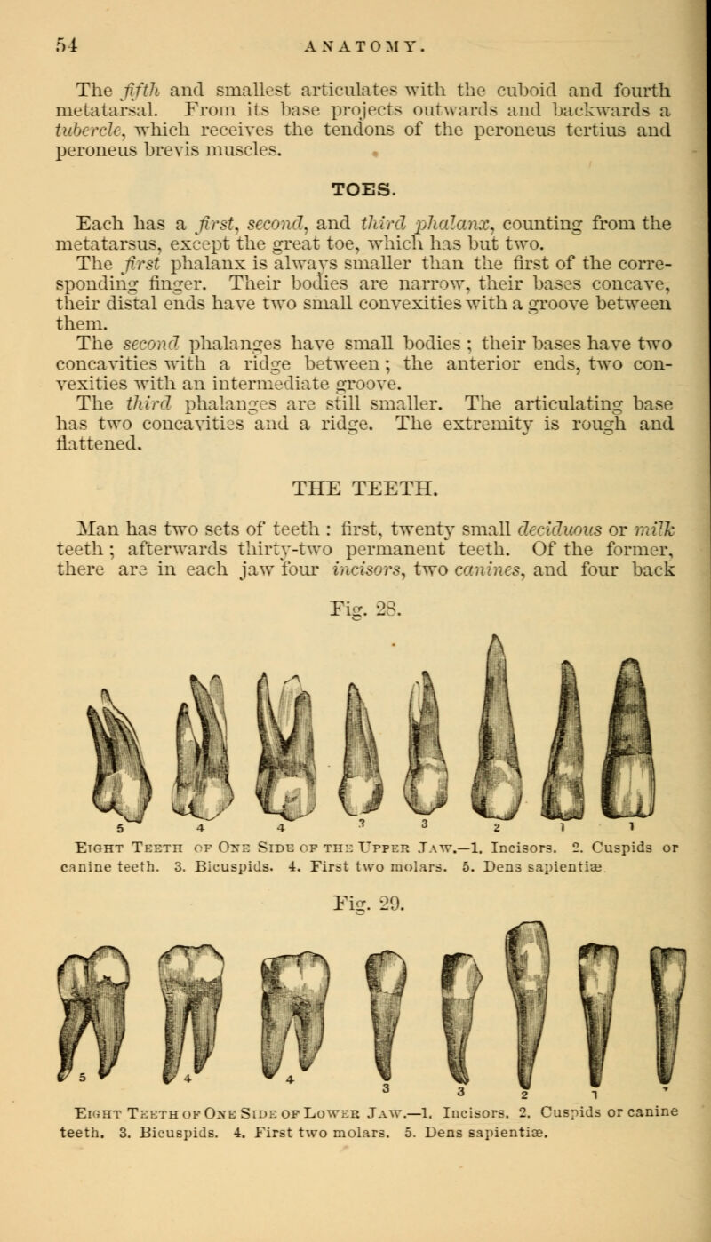 f)i A N A TOMY. The fifth and smallest articulates with the cuboid and fourth metatarsal. From its base projects outwards and backwards a tubercle, which receives the tendons of the peroneus tertius and peroneus brevis muscles. TOES. Each has a first, second, and third phalanx, counting from the metatarsus, except the great toe, which has but two. The first phalanx is always smaller than the first of the corre- sponding finger. Their bodies are narrow, their bases concave, their distal ends have two small convexities with a groove between them. The second phalanges have small bodies ; their bases have two concavities with a ridge between; the anterior ends, two con- vexities with an intermediate groove. The third phalanges are still smaller. The articulating base has two concavities and a ridge. The extremity is rough and flattened. THE TEETH. Man has two sets of teeth : first, twenty small deciduous or mUk teeth ; afterwards thirty-two permanent teeth. Of the former, there are in each jaw four incisors, two canines, and four back Fie. 28. Eight Teeth ot Oite Side of the Upper Taw.—1. Incisors. 2. Cuspids or canine teeth. 3. Bicuspids. 4. First two molars. 5. Dens sapientiae Tic:. 29. r\ Eight Teeth of One Side of Lower Jaw.—1. Incisors. 2. Cuspids or canine teeth. 3. Bicuspids. 4. First two molars. 5. Dens sapientiae.