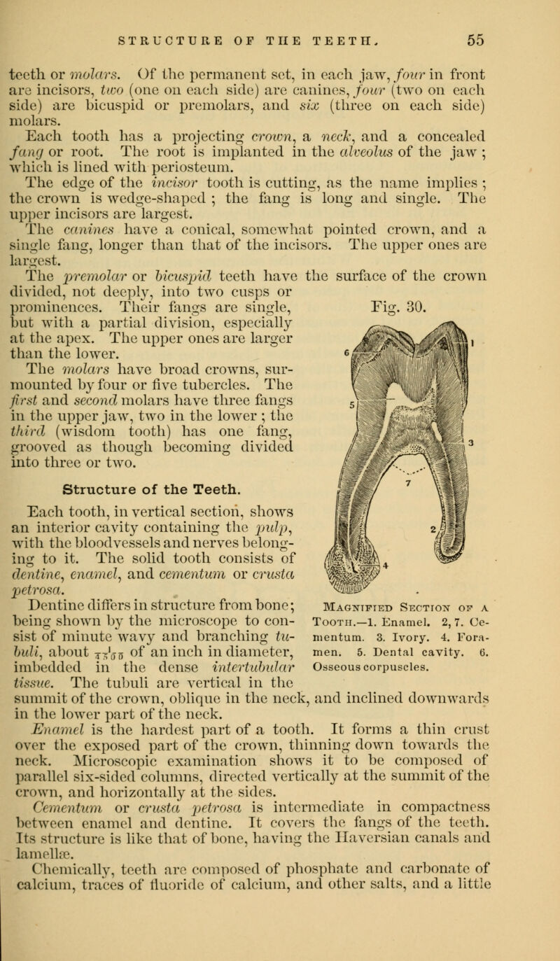 teeth or molars. Of the permanent set, in each jaw, four in front are incisors, two (one on each side) are canines, four (two on each side) are bicuspid or premolars, and six (three on each side) molars. Each tooth has a projecting crown, a neck, and a concealed fang or root. The root is implanted in the alveolus of the jaw ; which is lined with periosteum. The edge of the incisor tooth is cutting, as the name implies ; the crown is wedge-shaped ; the fang is long and single. The upper incisors are largest. The canines have a conical, somewhat pointed crown, and a single fang, longer than that of the incisors. The upper ones are largest. The premolar or bicuspid teeth have the surface of the crown divided, not deeply, into two cusps or prominences. Their fangs are single, but with a partial division, especially at the apex. The upper ones are larger than the lower. The molars have broad crowns, sur- mounted by four or five tubercles. The first and second molars have three fangs in the upper jaw, two in the lower ; the third (wisdom tooth) has one fang, grooved as though becoming divided into three or two. Structure of the Teeth. Each tooth, in vertical section, shows an interior cavity containing the pulp, with the bloodvessels and nerves belong- ing to it. The solid tooth consists of dentine, enamel, and cementum or crusta petrosa. Dentine differs in structure from bone; being shown by the microscope to con- sist of minute wavy and branching tu- hiili, about j-'ofi of an inch in diameter, imbedded in the dense intertidmlar tissue. The tubuli are vertical in the summit of the crown, oblique in the neck, and inclined downwards in the lower part of the neck. Enamel is the hardest part of a tooth. It forms a thin crust over the exposed part of the crown, thinning down towards the neck. Microscopic examination shows it to be composed of parallel six-sided columns, directed vertically at the summit of the crown, and horizontally at the sides. Cementum or crusta petrosa is intermediate in compactness between enamel and dentine. It covers the fangs of the teeth. Its structure is like that of bone, having the Haversian canals and lamellae. Chemically, teeth are composed of phosphate and carbonate of calcium, traces of fluoride of calcium, and other salts, and a little Magntfted Section oe a Tooth.—1. Enamel. 2, 7. Ce- mentum. 3. Ivory. 4. Fora- men. 5. Dental cavity. 6. Osseous corpuscles.