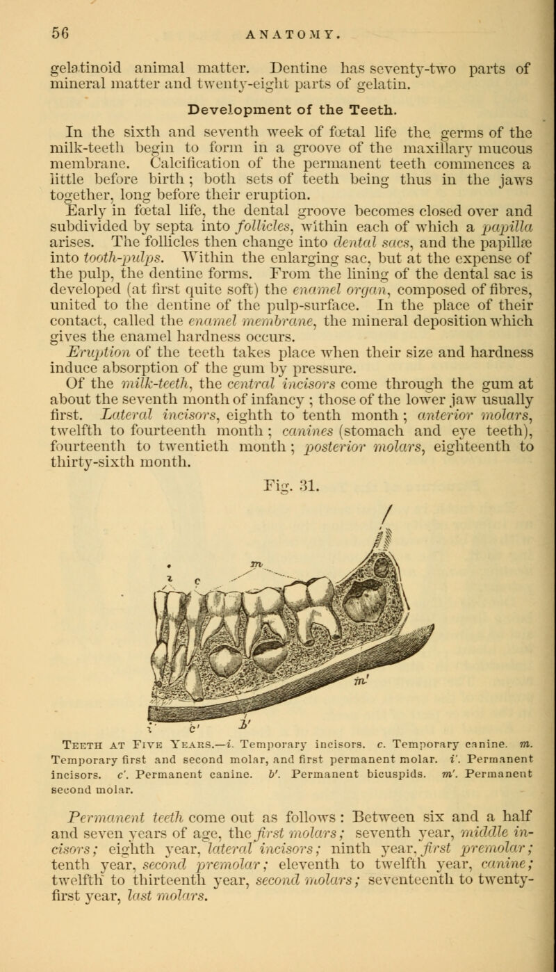 gelotinoid animal matter. Dentine has seventy-two parts of mineral matter and twenty-eight parts of gelatin. Development of the Teeth. In the sixth and seventh week of foetal life the. germs of the milk-teeth hegin to form in a groove of the maxillary mucous membrane. Calcification of the permanent teeth commences a little hefore birth; both sets of teeth being thus in the jaws together, long before their eruption. Early in foetal life, the dental groove becomes closed over and subdivided by septa into follicles, within each of which a papilla arises. The follicles then change into dental sacs, and the papillae into tooth-pulps. Within the enlarging sac, but at the expense of the pulp, the dentine forms. From the lining of the dental sac is developed (at first quite soft) the enamel organ, composed of fibres, united to the dentine of the pulp-surface. In the place of their contact, called the enamel membrane, the mineral deposition which gives the enamel hardness occurs. Eruption of the teeth takes place when their size and hardness induce absorption of the gum by pressure. Of the milk-teeth, the centred incisors come through the gum at about the seventh month of infancy ; those of the lower jaw usually first. Lateral incisors, eighth to tenth month ; anterior molars, twelfth to fourteenth month ; canines (stomach and eye teeth), fourteenth to twentieth month ; posterior molars, eighteenth to thirty-sixth month. Fig. 31. Teeth at Five Years.—i. Temporary incisors, c. Temporary canine, in. Temporary first and second molar, and first permanent molar, i'. Permanent incisors, c'. Permanent canine, b'. Permanent bicuspids, m'. Permanent second molar. Permanent teeth come out as follows : Between six and a half and seven years of age. the first molars; seventh year, middle in- cisors; eighth year, lateral incisors; ninth year, first premolar; tenth year, second premolar; eleventh to twelfth year, canine; twelfth to thirteenth }'ear, second molars; seventeenth to twenty- first }Tcar, last molars.