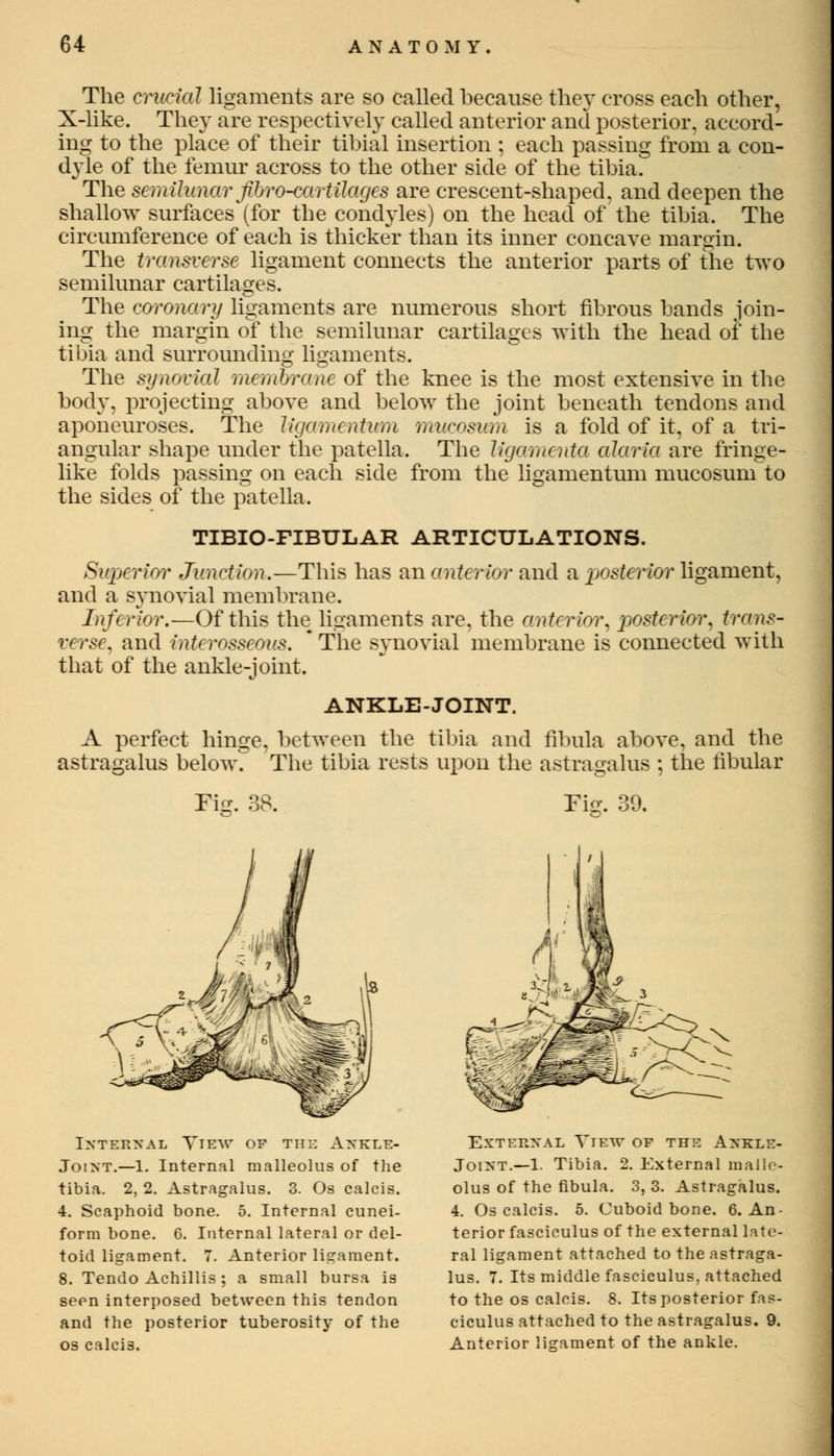 The crucial ligaments are so called because they cross each other, X-like. They are respectively called anterior and posterior, accord- ing to the place of their tibial insertion ; each passing from a con- dyle of the femur across to the other side of the tibia. The semilunar fbro-cartilages are crescent-shaped, and deepen the shallow surfaces (for the condyles) on the head of the tibia. The circumference of each is thicker than its inner concave margin. The transverse ligament connects the anterior parts of the two semilunar cartilages. The coronary ligaments are numerous short fibrous bands join- ing the margin of the semilunar cartilages with the head of the tibia and surrounding ligaments. The synovial, membrane of the knee is the most extensive in the body, projecting above and below the joint beneath tendons and aponeuroses. The ligamentum mucosum is a fold of it, of a tri- angular shape under the patella. The ligamenta alaria are fringe- like folds passing on each side from the ligamentum mucosum to the sides of the patella. TIBIO-FIBULAR ARTICULATIONS. Superior Junction.—This has an anterior and a posterior ligament, and a synovial membrane. Inferior.—Of this the ligaments are, the anterior, posterior, trans- verse, and interosseous. ' The synovial membrane is connected with that of the ankle-joint. ANKLE-JOINT. A perfect hinge, between the tibia and fibula above, and the astragalus below. The tibia rests upon the astragalus ; the fibular Fig. 38. Fi?. 39. Internal View of the Ankle- Joint.—1. Internal malleolus of the tibia. 2, 2. Astragalus. 3. Os calcis. 4. Scaphoid bone. 5. Internal cunei- form bone. 6. Internal lateral or del- toid ligament. 7. Anterior ligament. 8. Tendo Achillis ; a small bursa is seen interposed between this tendon and the posterior tuberosity of the os calcis. External View of the Ankle- Joint.—1. Tibia. 2. External malle- olus of the fibula. 3, 3. Astragalus. 4. Os calcis. 5. Cuboid bone. 6. An- terior fasciculus of the external late- ral ligament attached to the astraga- lus. 7. Its middle fasciculus, attached to the os calcis. 8. Its posterior fas- ciculus attached to the astragalus. 9. Anterior ligament of the ankle.