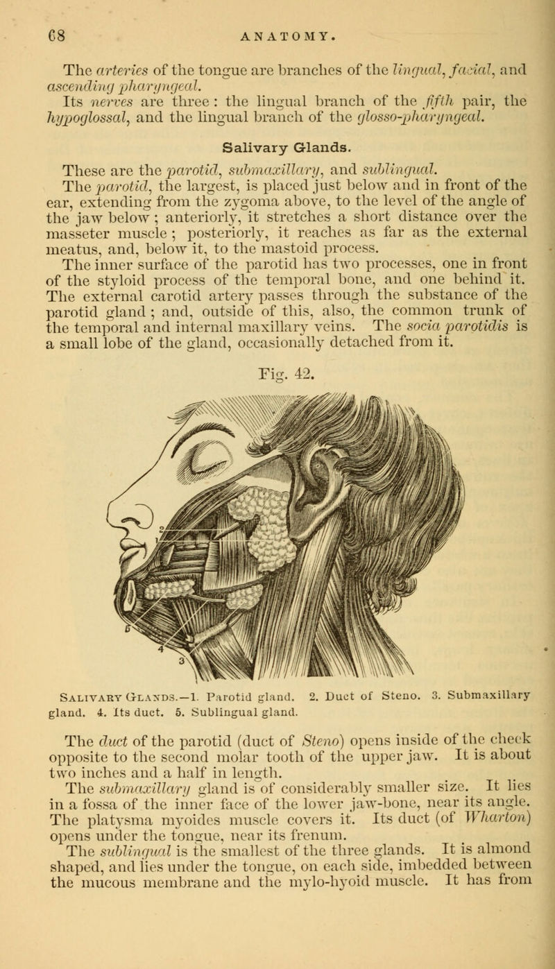 The arteries of the tongue are branches of the Ungual, facial, and asce riding ph a 17/11 geal. Its nerves are three : the lingual branch of the flfth pair, the hypoglossal, and the lingual branch of the glosso-pharyngeal. Salivary Glands. These are the parotid,, submaxillary, and sublingual. The parotid, the largest, is placed just below and in front of the ear, extending from the zygoma above, to the level of the angle of the jaw below ; anteriorly, it stretches a short distance over the masseter muscle ; posteriorly, it reaches as far as the external meatus, and, below it, to the mastoid process. The inner surface of the parotid has two processes, one in front of the styloid process of the temporal bone, and one behind it. The external carotid artery passes through the substance of the parotid gland ; and, outside of this, also, the common trunk of the temporal and internal maxillary veins. The soda paroticlis is a small lobe of the gland, occasionally detached from it. Salivary Glands.-1. Parotid gland. 2. Duct of Steno. 3. Submaxillary gland. 4. Its duct. 5. Sublingual gland. The duct of the parotid (duct of Steno) opens inside of the check opposite to the second molar tooth of the upper jaw. It is about two inches and a half in length. The submaxillary gland is of considerably smaller size. It lies in a fossa of the inner face of the lower jaw-bone, near its angle. The platysma myoides muscle covers it. Its duct (of Wharton) opens under the tongue, near its frenum. The sublingual is the smallest of the three glands. It is almond shaped, and lies under the tongue, on each side, imbedded between the mucous membrane and the mylo-hyoid muscle. It has from