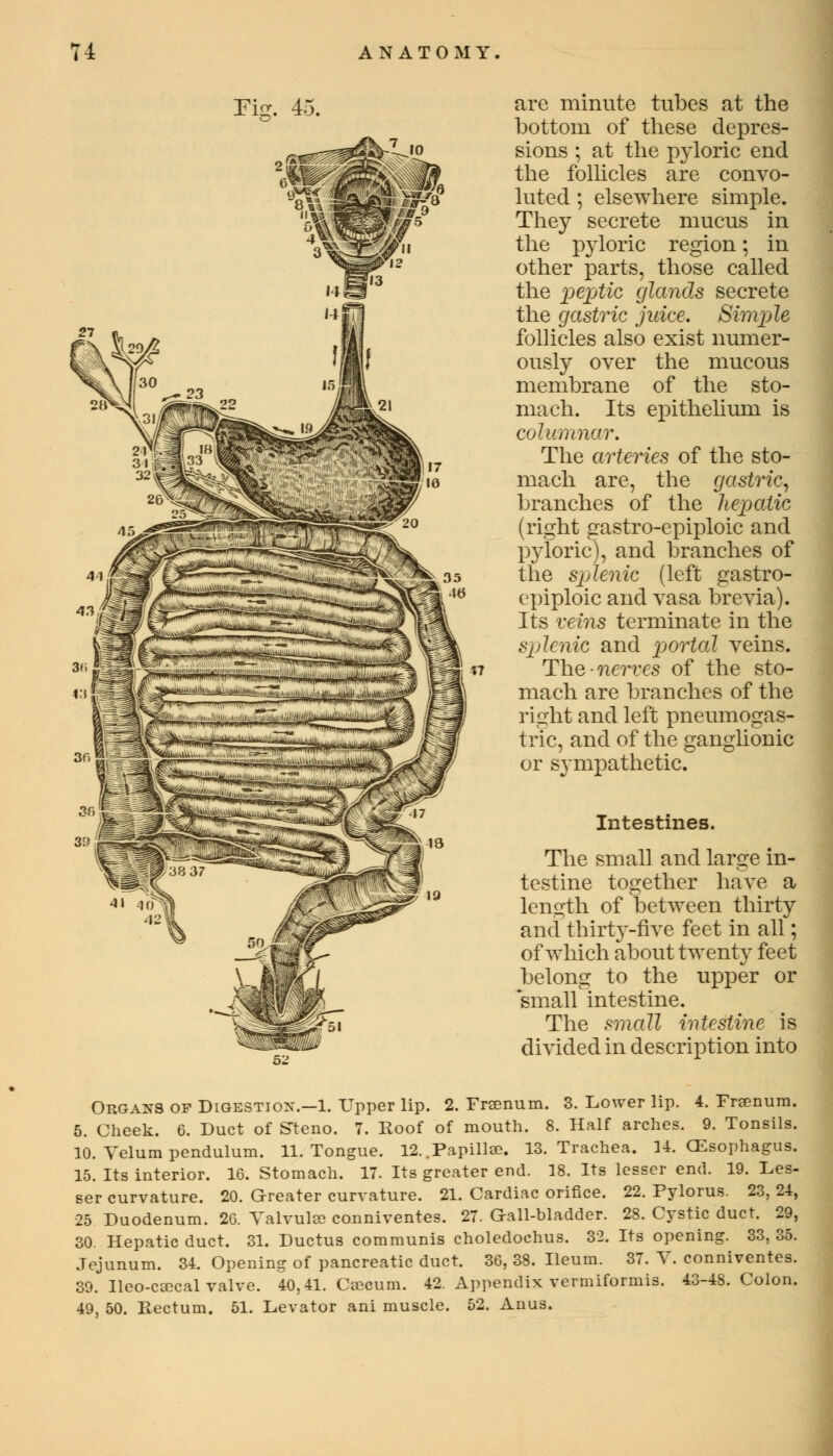 Fig. 45. are minute tubes at the bottom of these depres- sions ; at the pyloric end the follicles are convo- luted ; elsewhere simple. They secrete mucus in the pyloric region; in other parts, those called the peptic glands secrete the gastric juice. Simple follicles also exist numer- ously over the mucous membrane of the sto- mach. Its epithelium is columnar. The arteries of the sto- mach are, the gastric', branches of the hepatic (right gastroepiploic and P3~loric), and branches of the sjjlenic (left gastro- epiploic and vasa brevia). Its veins terminate in the splenic and portal veins. The nerves of the sto- mach are branches of the right and left pneumogas- tric, and of the ganglionic or sympathetic. Intestines. The small and large in- testine together have a length of between thirty and thirty-five feet in all; of which about twenty feet belong to the upper or 'small intestine. The small intestine is divided in description into Organs op Digestion.—1. Upper lip. 2. Frsenum. 3. Lower lip. 4. Frsenum. 5. Cheek. 6. Duct of Steno. 7. Roof of mouth. 8. Half arches. 9. Tonsils. 10. Velum pendulum. 11. Tongue. 12..Papillae. 13. Trachea. 14. CEsophagus. 15. Its interior. 16. Stomach. 17. Its greater end. 18. Its lesser end. 19. Les- ser curvature. 20. Greater curvature. 21. Cardiac orifice. 22. Pylorus. 23, 24, 25 Duodenum. 26. Valvule conniventes. 27. Gall-bladder. 28. Cystic duct. 29, 30. Hepatic duct. 31. Ductus communis choledochus. 32. Its opening. 33, 35. Jejunum. 34. Opening of pancreatic duct. 36, 38. Ileum. 37. V. conniventes. 39. Ileo-csecal valve. 40,41. Ccecum. 42. Appendix vermiformis. 43-48. Colon. 49, 50. Rectum. 51. Levator ani muscle. 52. Anus.