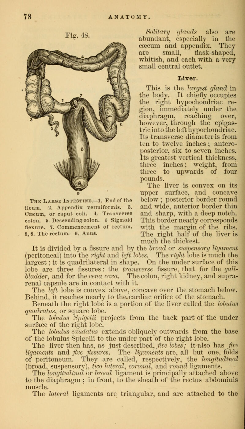 -p.^ .q Solitary glands also are abundant, especially in the caecum and appendix. They are small, flask-shaped, whitish, and each with a very small central outlet. Liver. This is the largest gland in the body. It chiefly occupies the right hypochondriac re- gion, immediately under the diaphragm, reaching over, however, through the epigas- tric into the left hypochondriac. Its transverse diameter is from ten to twelve inches ; antero- posterior, six to seven inches. Its greatest vertical thickness, three inches; weight, from three to upwards of four pounds. The liver is convex on its upper surface, and concave below ; posterior border round and wide, anterior border thin and sharp, with a deep notch. This border nearly corresponds with the margin of the ribs. The right half of the liver is much the thickest. It is divided by a fissure and by the hroad or suspensory ligament (peritoneal) into the right and left lobes. The right lobe is much the largest; it is quadrilateral in shape. On the under surface of this lobe are three fissures : the transverse fissure, that for the gall- bladder, and for the vena cava. The colon, right kidney, and supra- renal capsule are in contact with it. The left lobe is convex above, concave over the stomach below. Behind, it reaches nearly to the. cardiac orifice of the stomach. Beneath the right lobe is a portion of the liver called the lobulus quadratics, or square lobe. The lobulus Spigelii projects from the back part of the under surface of the right lobe. The lobulus caudatus extends obliquely outwards from the base of the lobulus Spigelii to the under part of the right lobe. The liver then has, as just described, five lobes; it also has five ligaments and five fissures. The ligaments are, all but one, folds of peritoneum. They are called, respectively, the longitudinal (broad, suspensory), two lateral, coronal, and round ligaments. The longitudinal or broad ligament is principally attached above to the diaphragm ; in front, to the sheath of the rectus abdominis muscle. The lateral ligaments are triangular, and are attached to the The Large Ixtestine.—I. End of the ileum. 2. Appendix vermiformis. 3. Caecum, or caput coli. 4. Transverse colon. 5. Descending colon. 6 Sigmoid flexure. 7. Commencement of rectum. 8, 8. The rectum. 9. Anus.