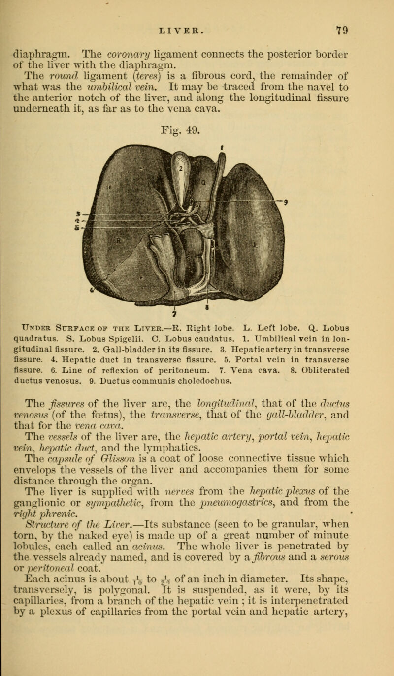 diaphragm. The coronary ligament connects the posterior border of the liver with the diaphragm. The round ligament (teres) is a fibrous cord, the remainder of what was the umbilical vein. It may be traced from the navel to the anterior notch of the liver, and along the longitudinal fissure underneath it, as far as to the vena cava. Fig. 49. Under Surface op the Ltyer.—R. Eight lobe. L. Left lobe. Q. Lobus quadratus. S. Lobus Spigelii. C. Lobus caudatus. 1. Umbilical vein in lon- gitudinal fissure. 2. Gall-bladder in its fissure. 3. Hepatic artery in transverse fissure. 4. Hepatic duct in transverse fissure. 5. Portal vein in transverse fissure. 6. Line of reflexion of peritoneum. 7. Vena cava. 8. Obliterated ductus venosus. 9. Ductus communis choledochus. The fissures of the liver are, the longitudinal, that of the ductus venosus (of the foetus), the transverse, that of the gall-bladder, and that for the vena cava. The vessels of the liver are, the hepatic artery, portal vein, hepatic vein, hepatic duct, and the lymphatics. The capsule of Glisson is*a coat of loose connective tissue which envelops the vessels of the liver and accompanies them for some distance through the organ. The liver is supplied with nerves from the hepatic plexus of the ganglionic or sympathetic, from the pmeumogastrics, and from the right phrenic. Structure of the Liver.—Its substance (seen to be granular, when torn, by the naked eye) is made up of a great number of minute lobules, each called an acinus. The whole liver is penetrated by the vessels already named, and is covered by & fibrous and a serous or peritoneal coat. Each acinus is about fa to fa of an inch in diameter. Its shape, transversely, is polygonal. It is suspended, as it were, by its capillaries, from a branch of the hepatic vein ; it is interpenetrated by a plexus of capillaries from the portal vein and hepatic artery,